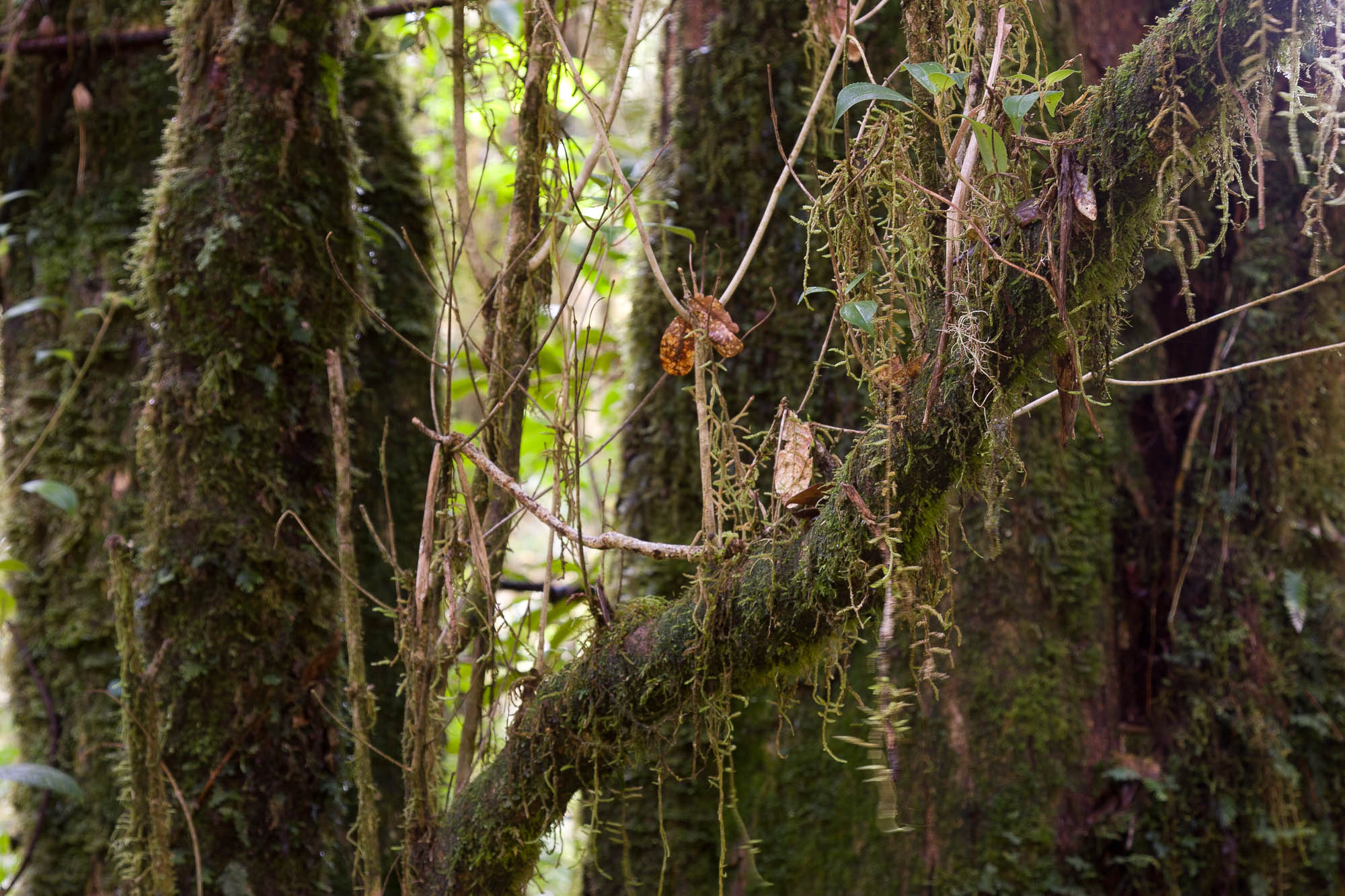 Costa Rica