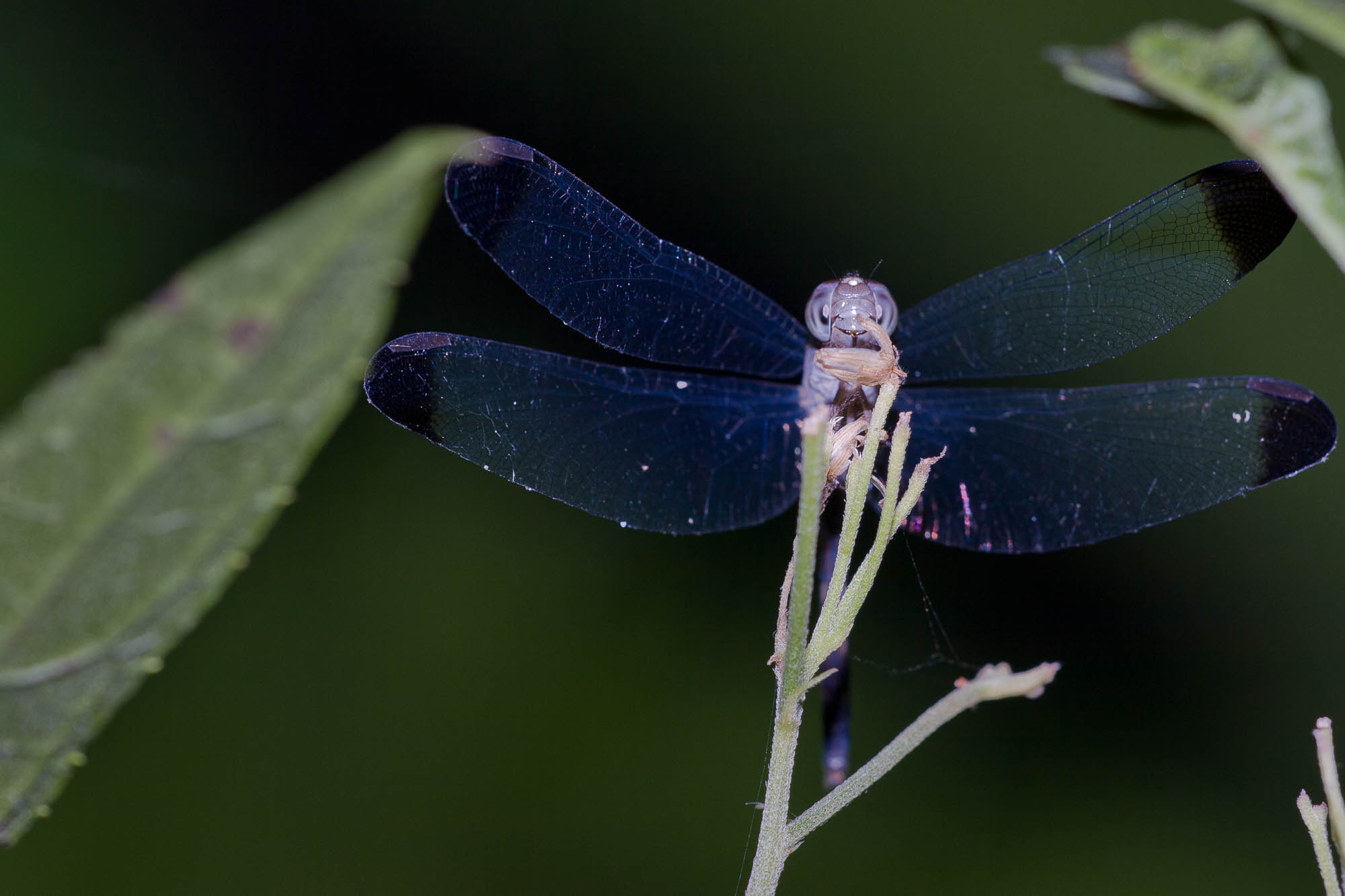 Costa Rica