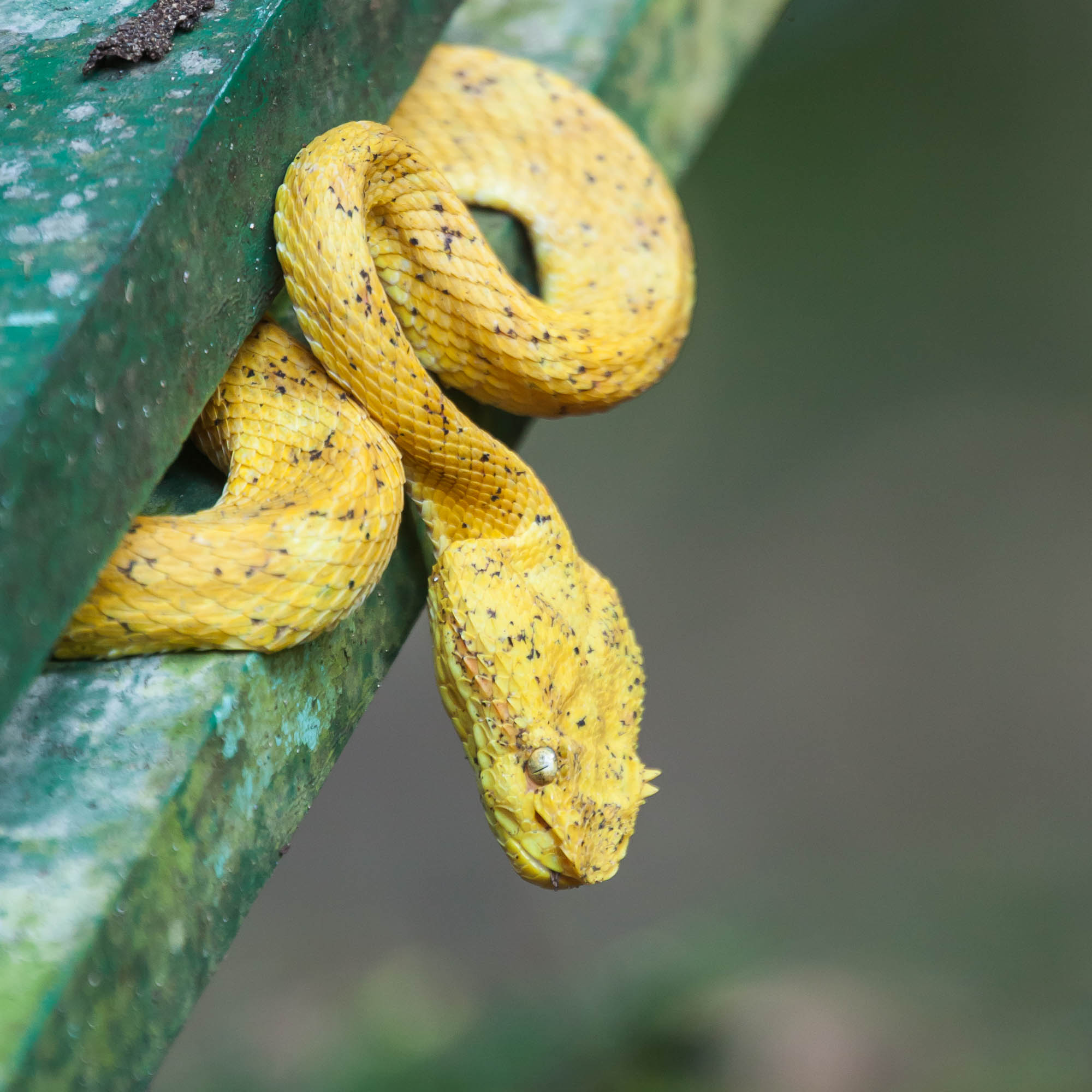 Costa Rica