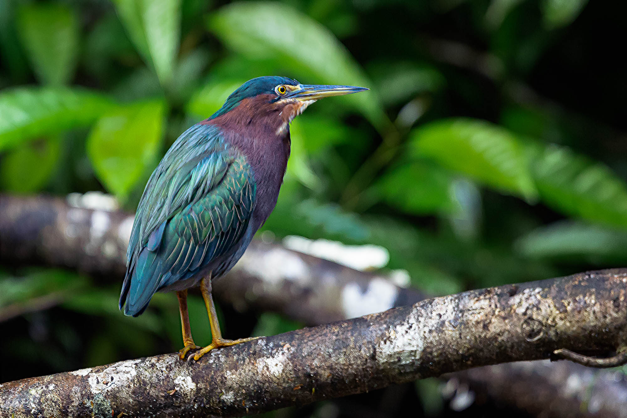 Costa Rica