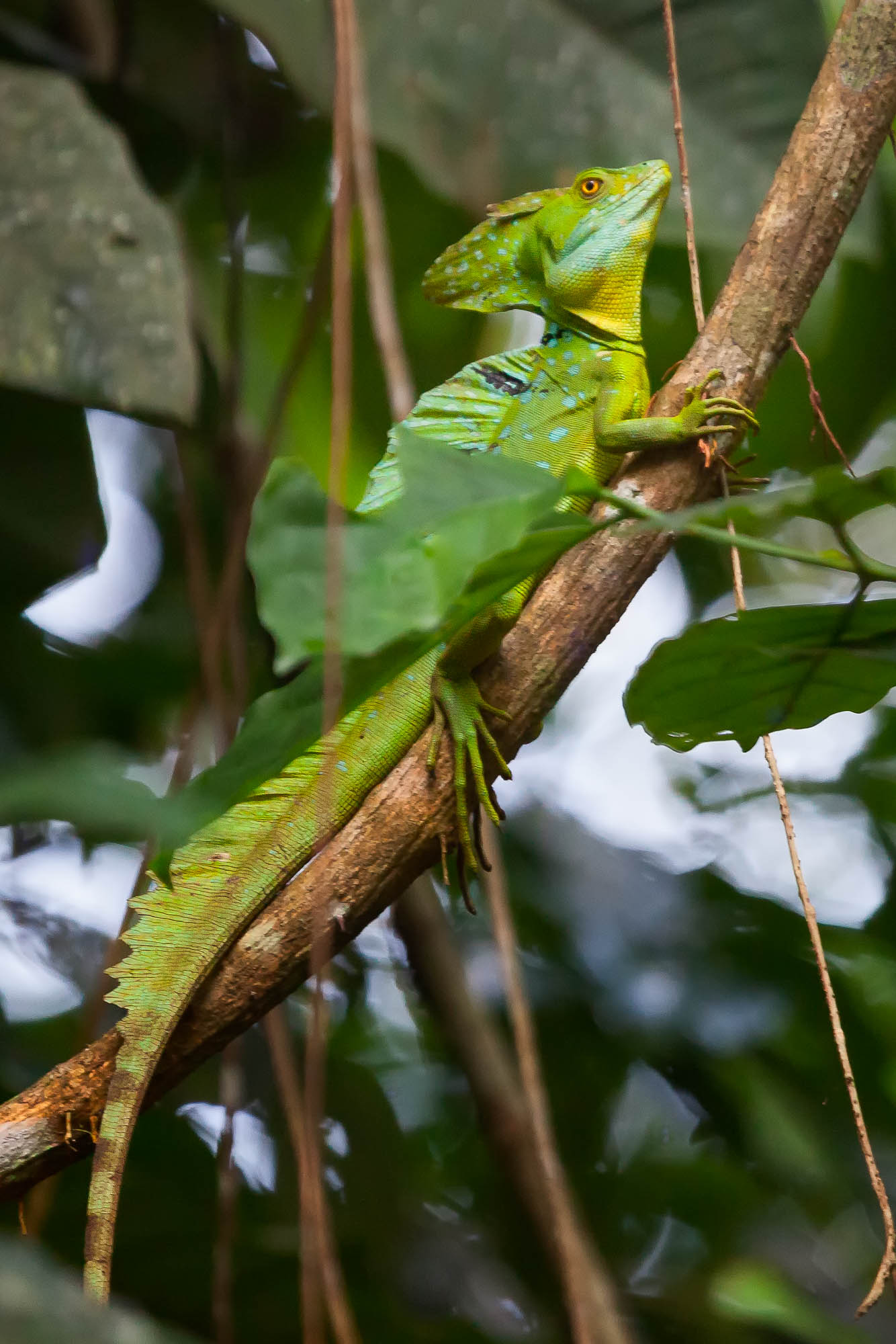 Costa Rica