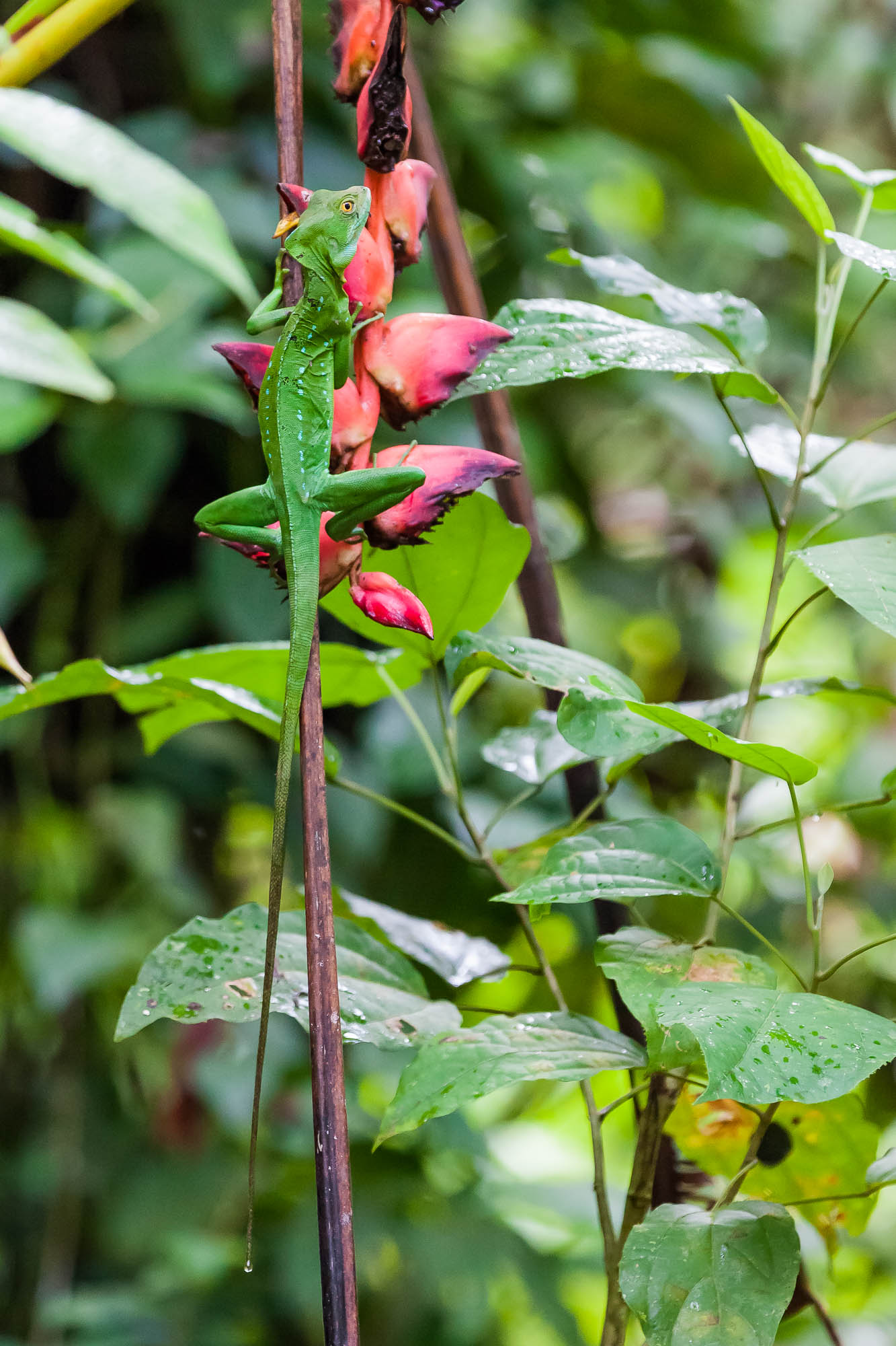 Costa Rica