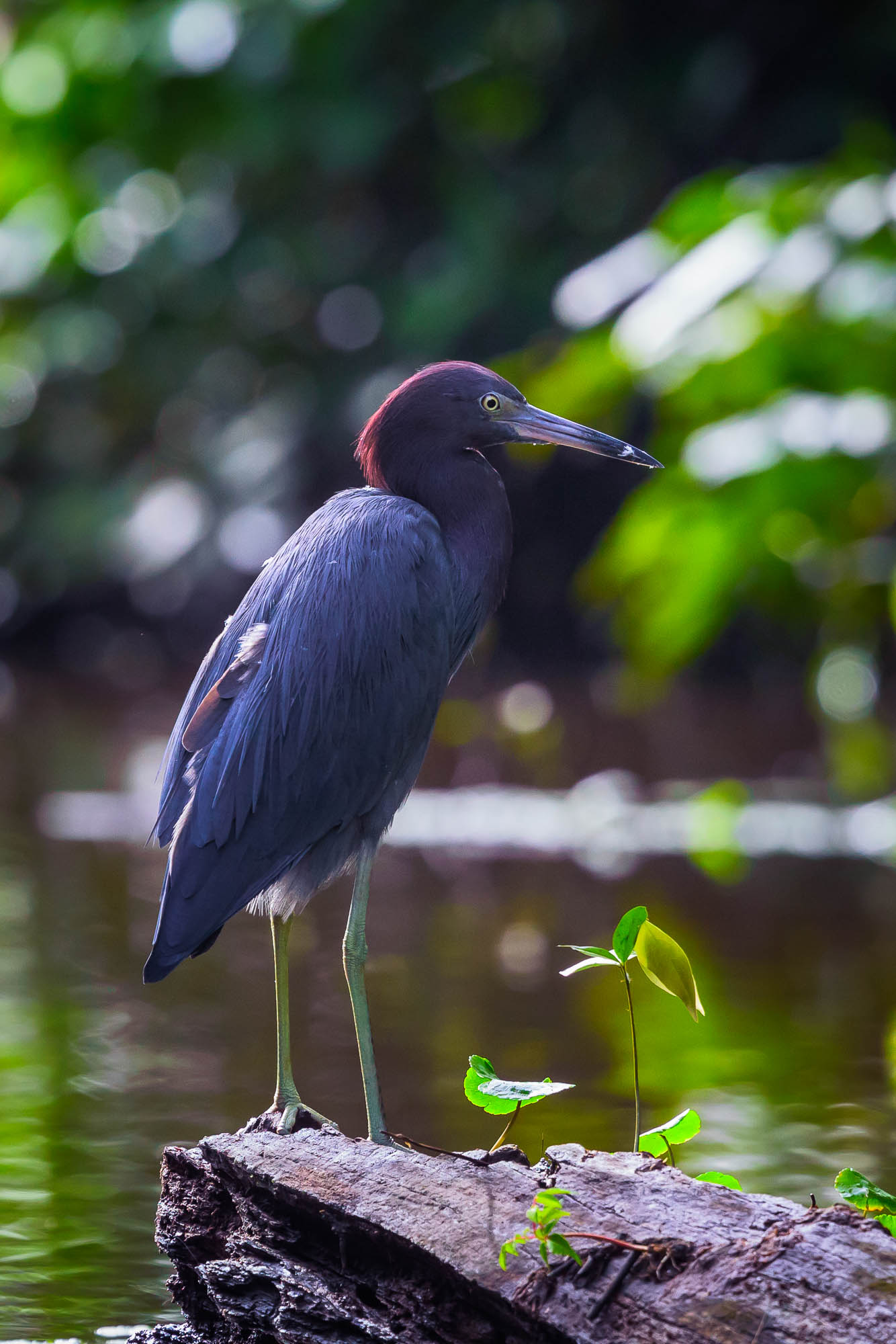 Costa Rica