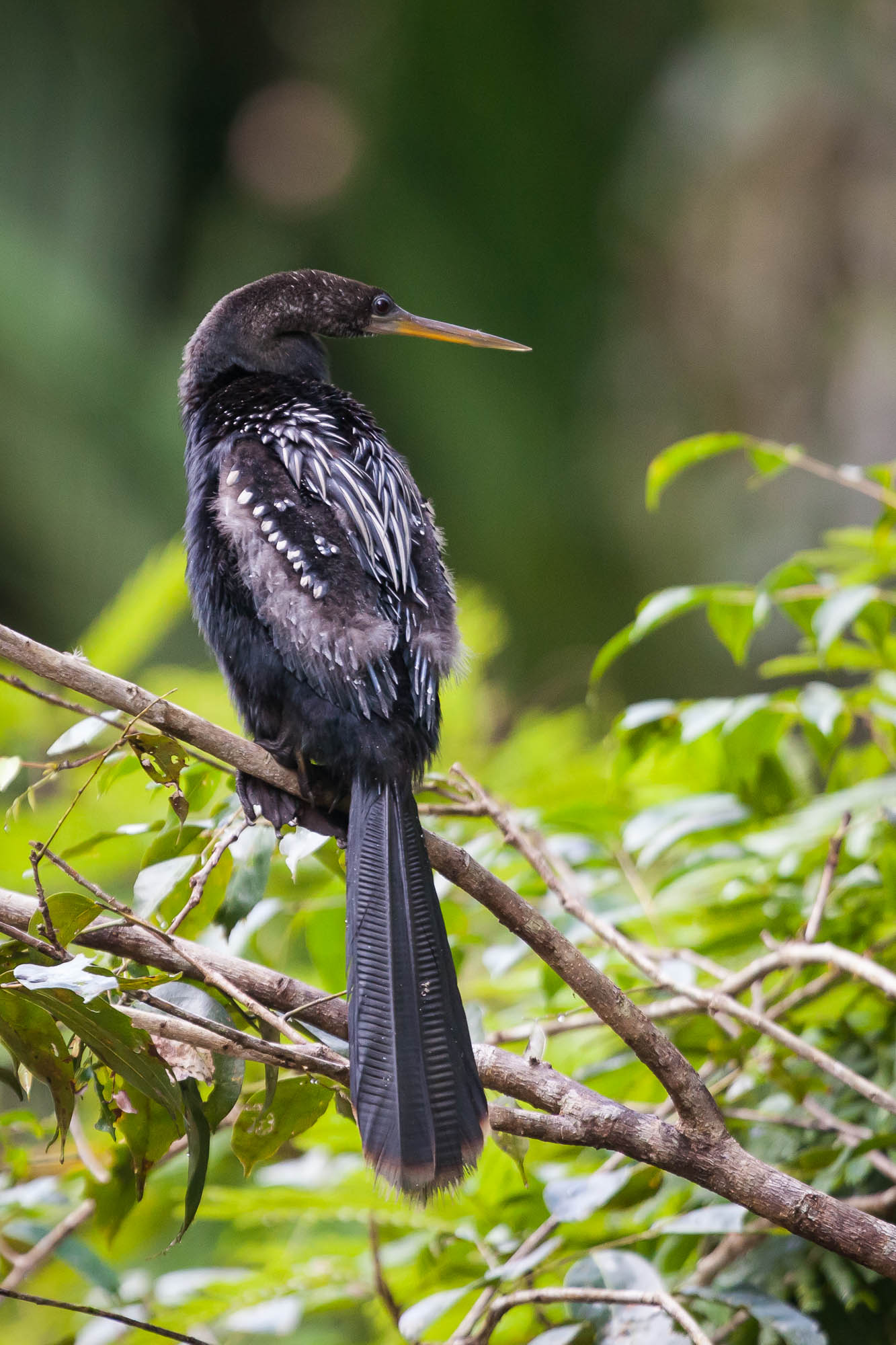 Costa Rica