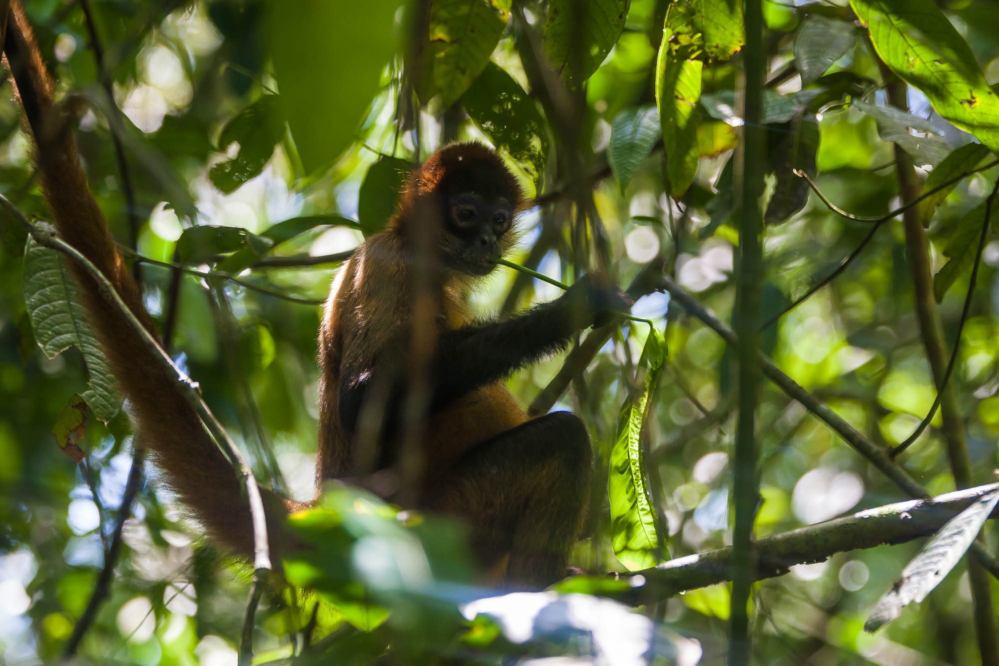 Costa Rica