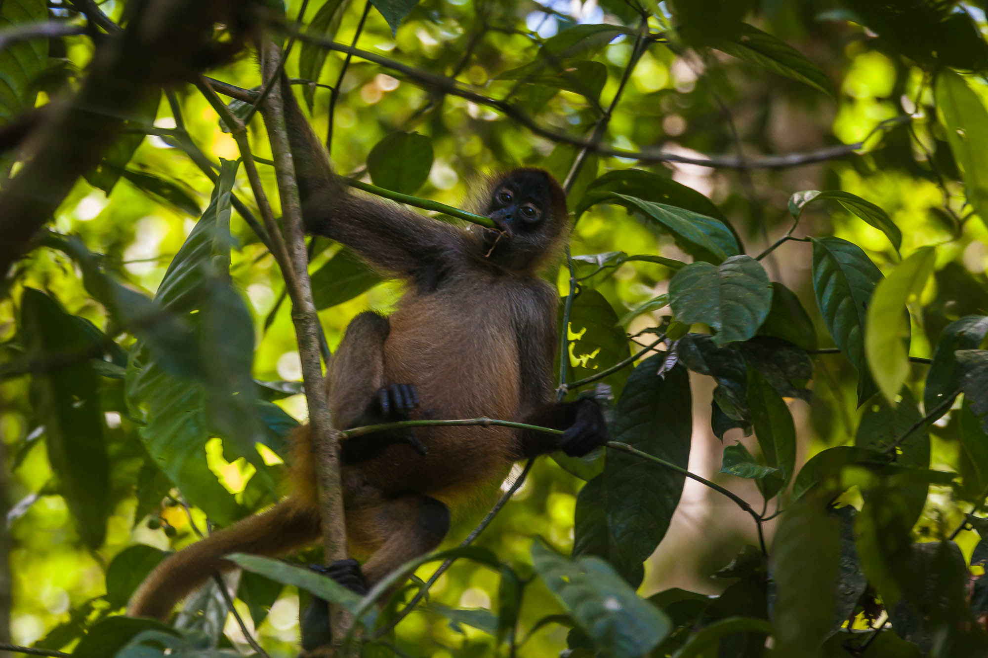 Costa Rica