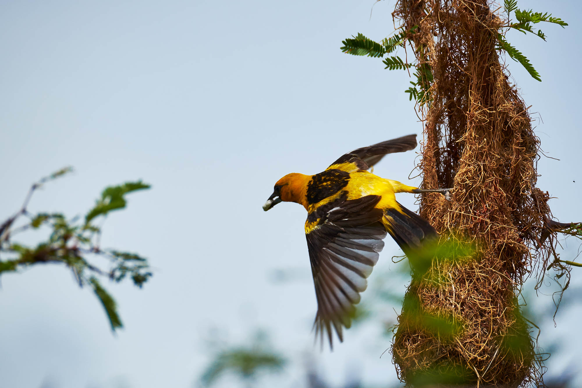 Nicaragua