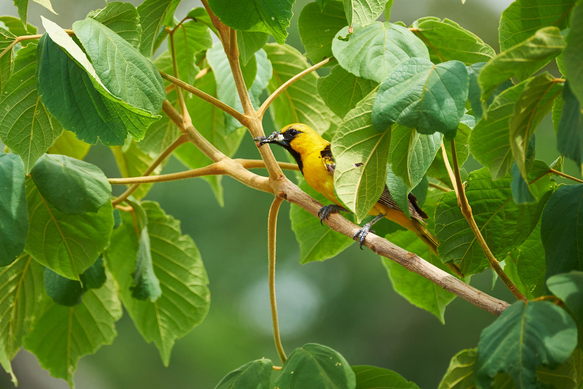 Nicaragua