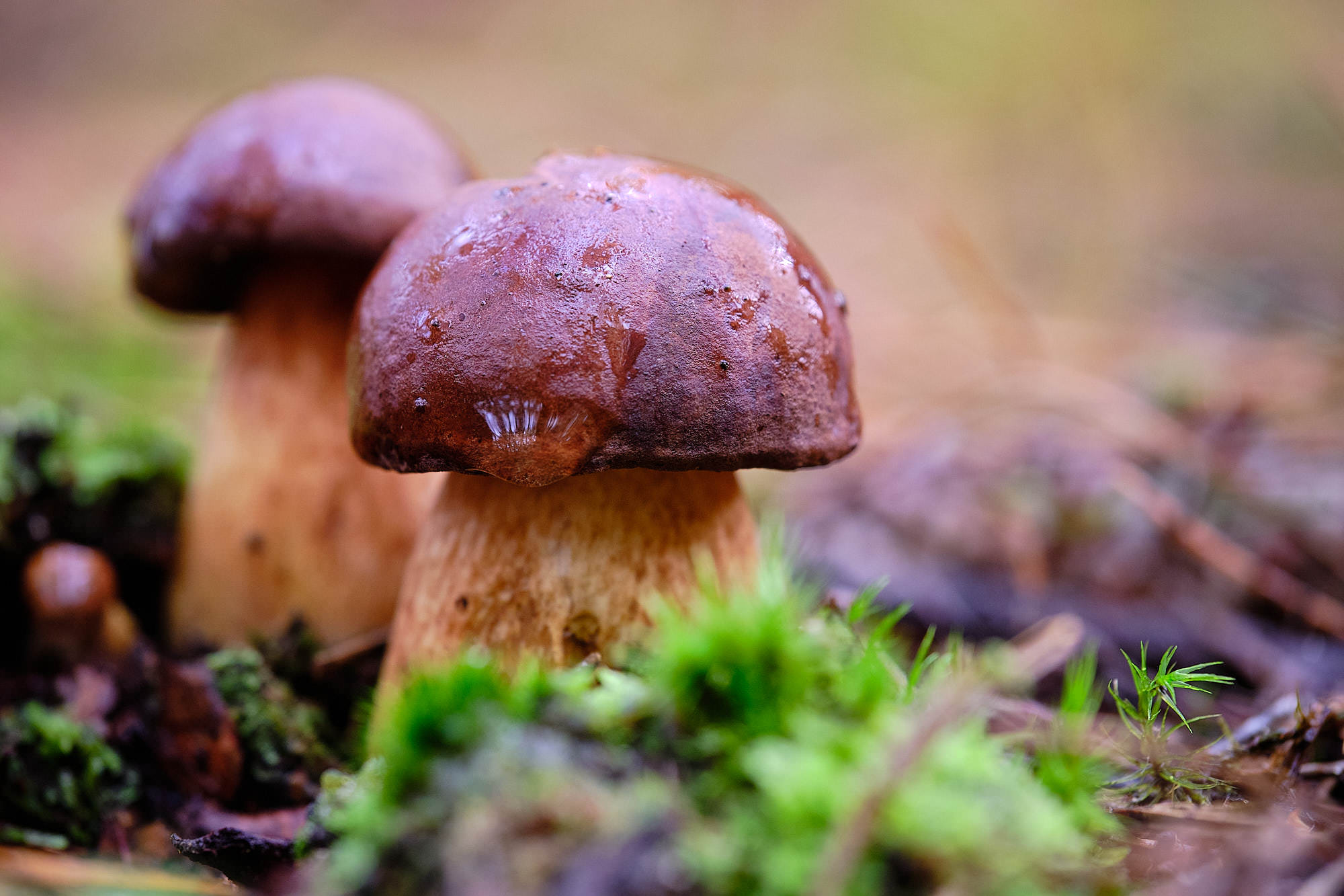 Niederlande - Texel / Netherlands - Texel