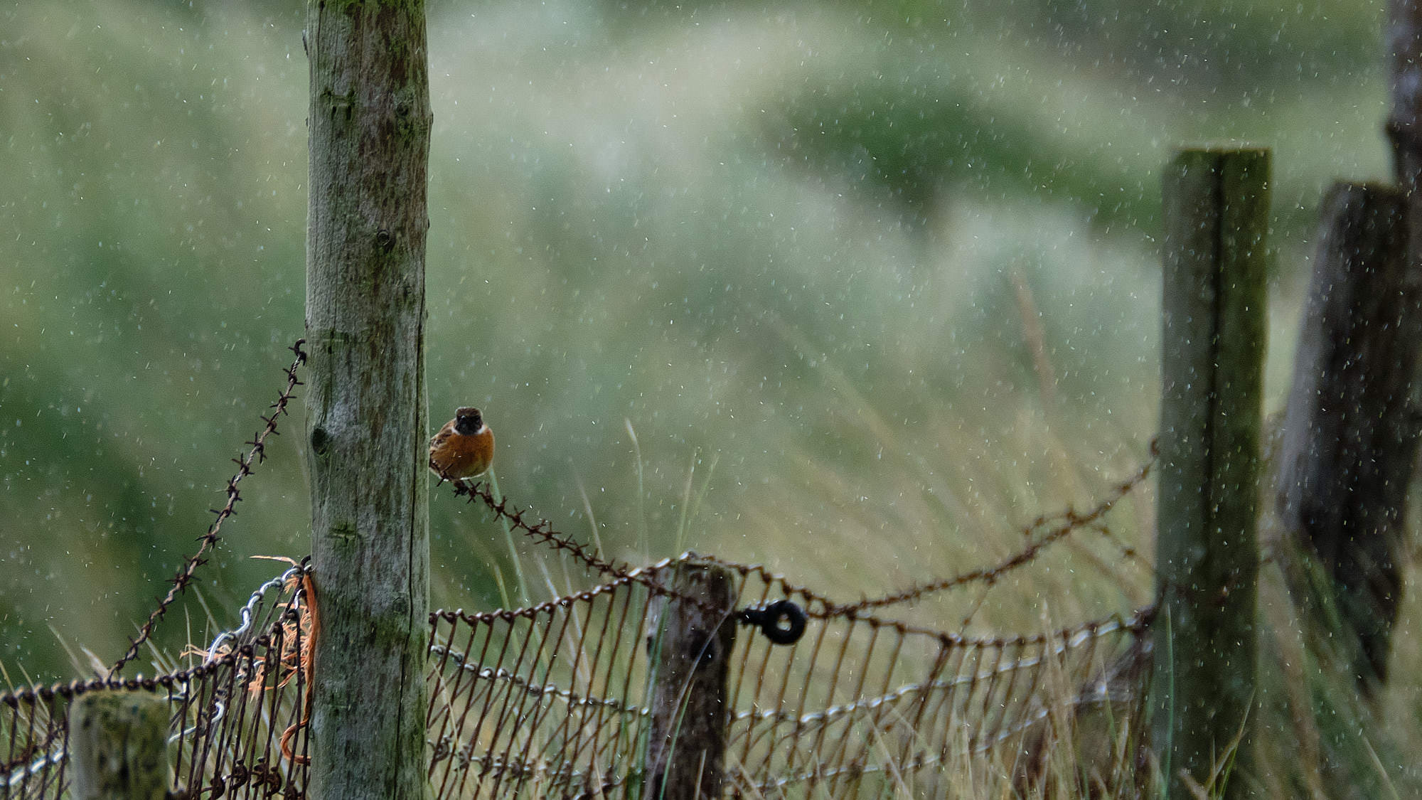 Niederlande - Texel / Netherlands - Texel