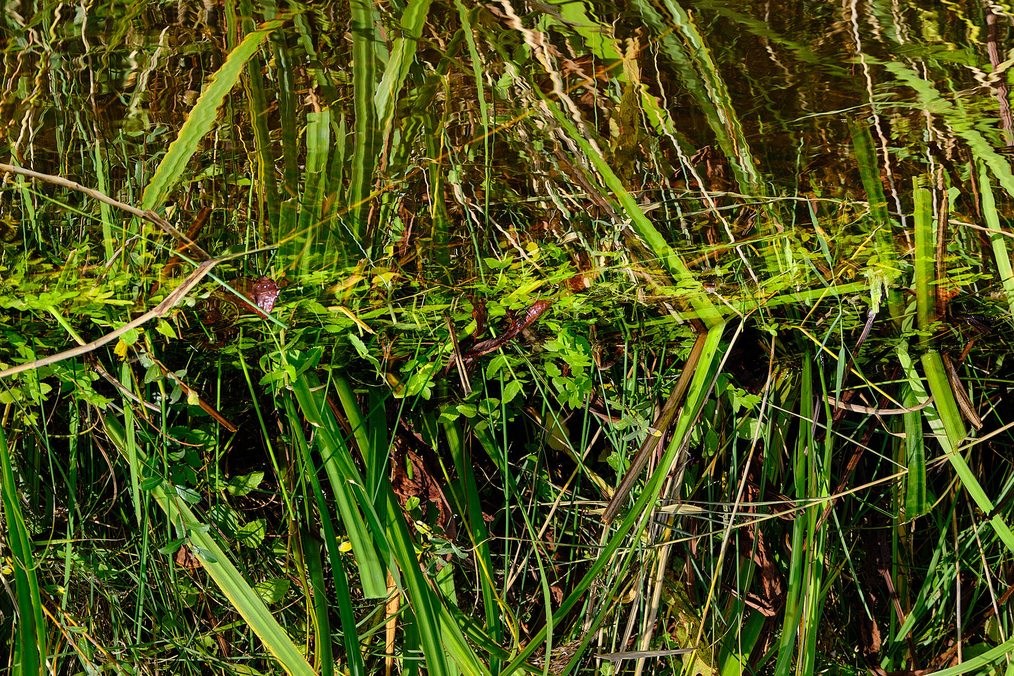 Niederlande - Texel / Netherlands - Texel