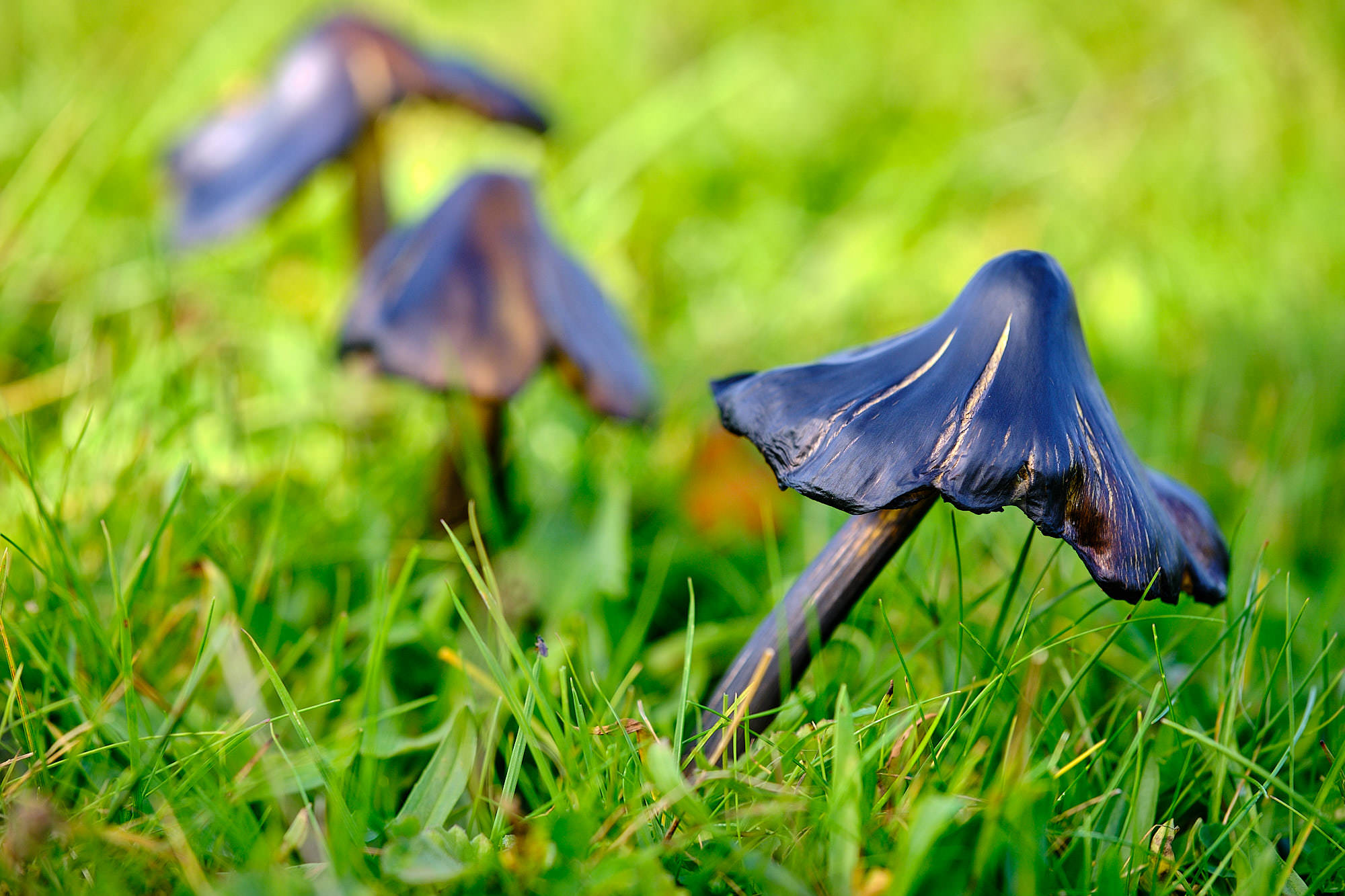 Niederlande - Texel / Netherlands - Texel