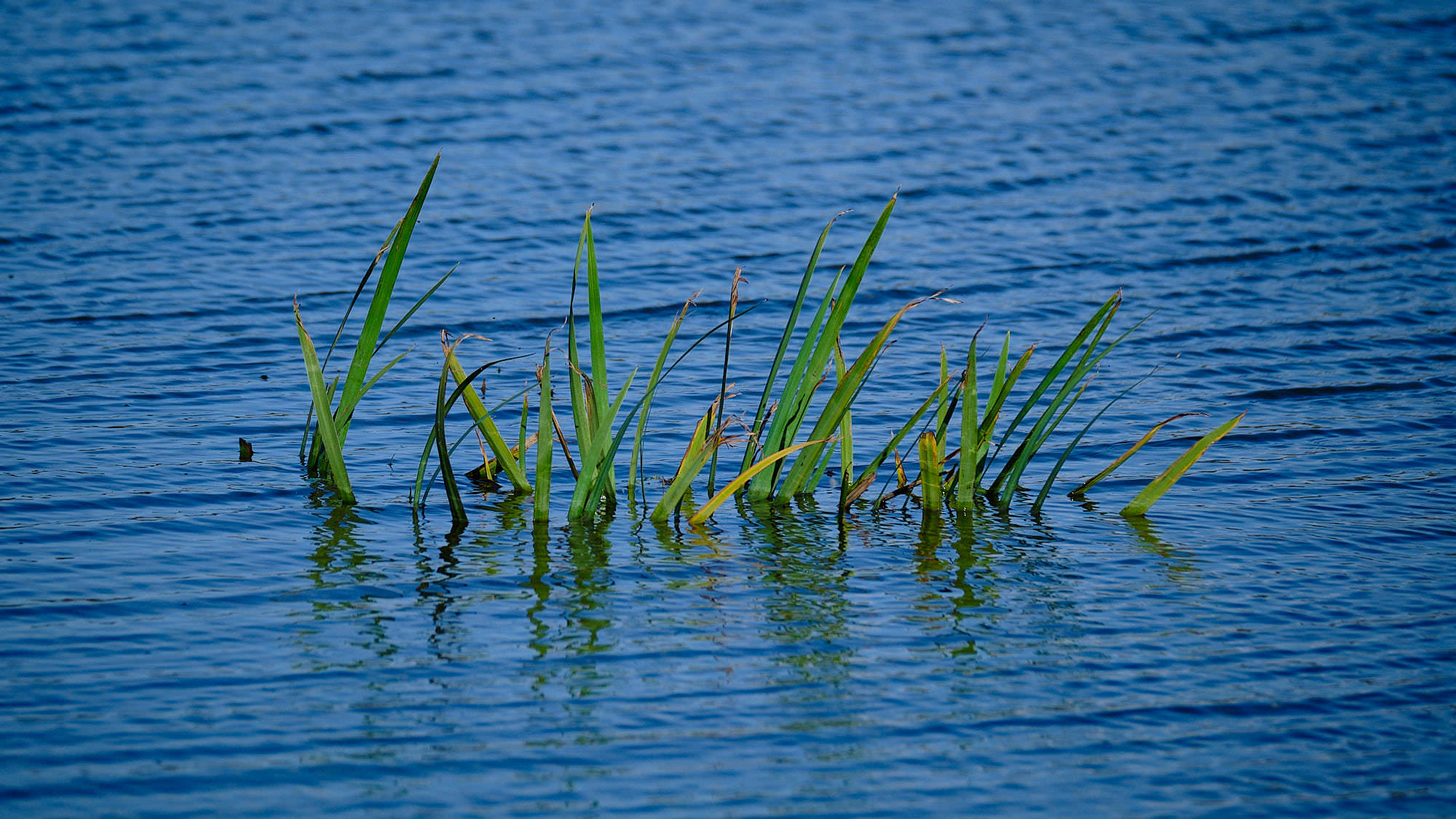 Niederlande - Texel / Netherlands - Texel
