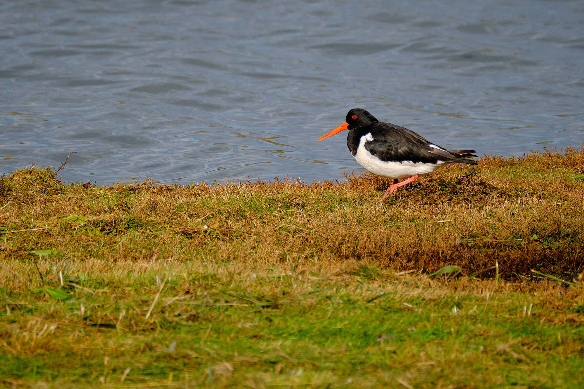 Niederlande - Texel / Netherlands - Texel