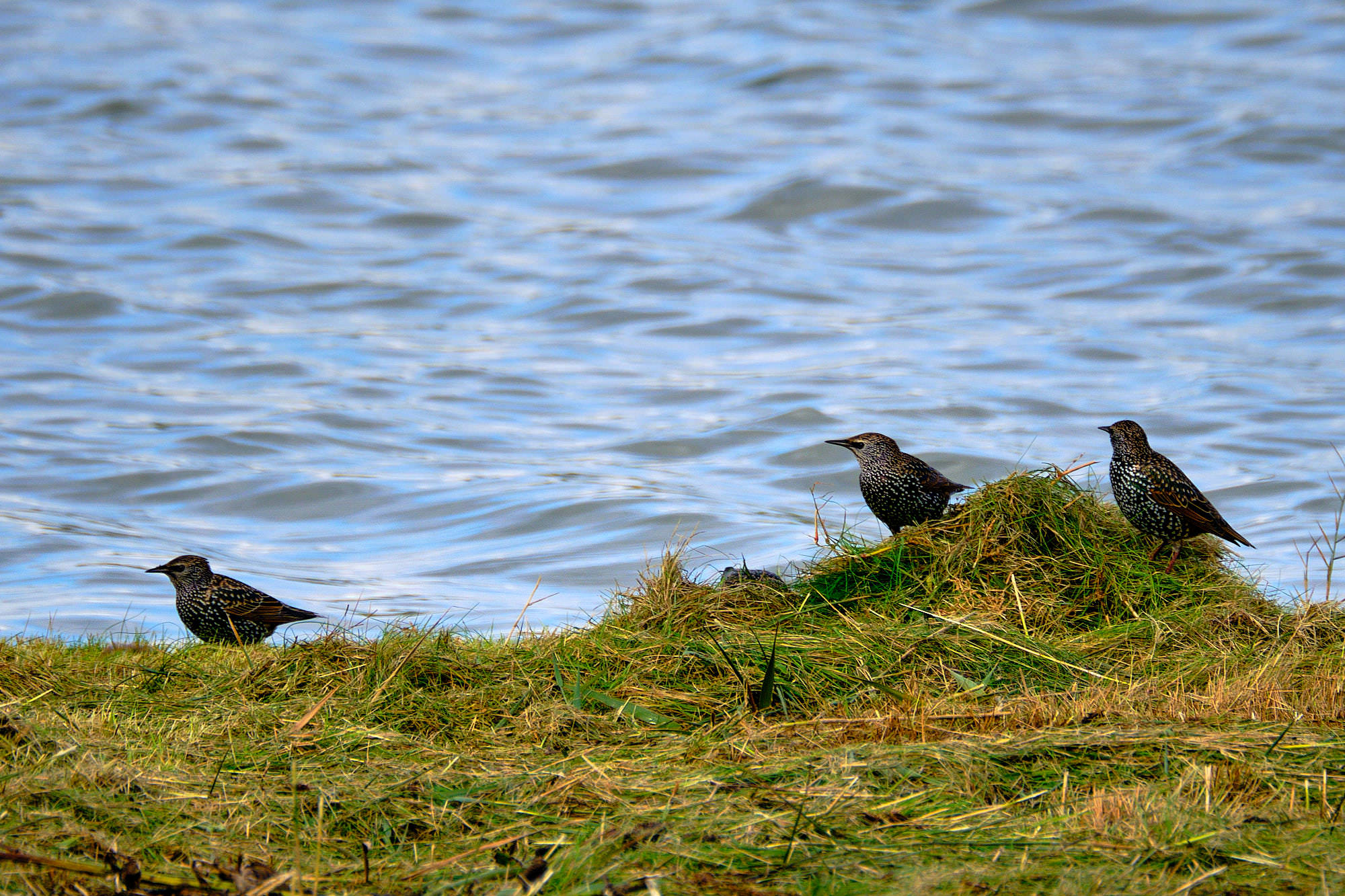 Niederlande - Texel / Netherlands - Texel