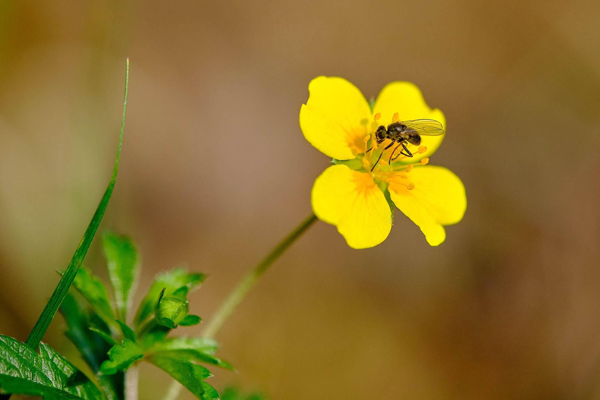 Niederlande - Texel / Netherlands - Texel