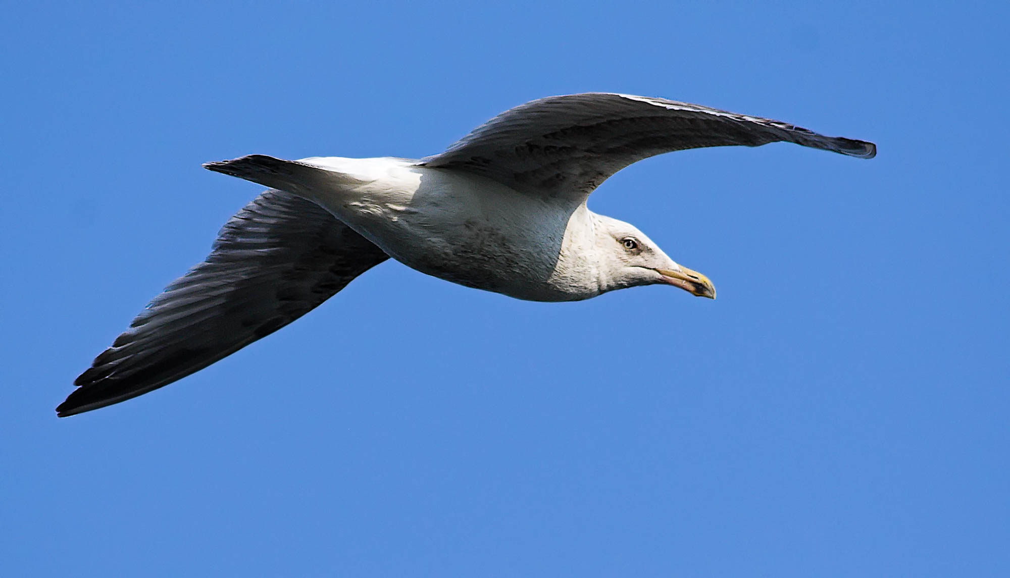 Niederlande - Texel / Netherlands - Texel