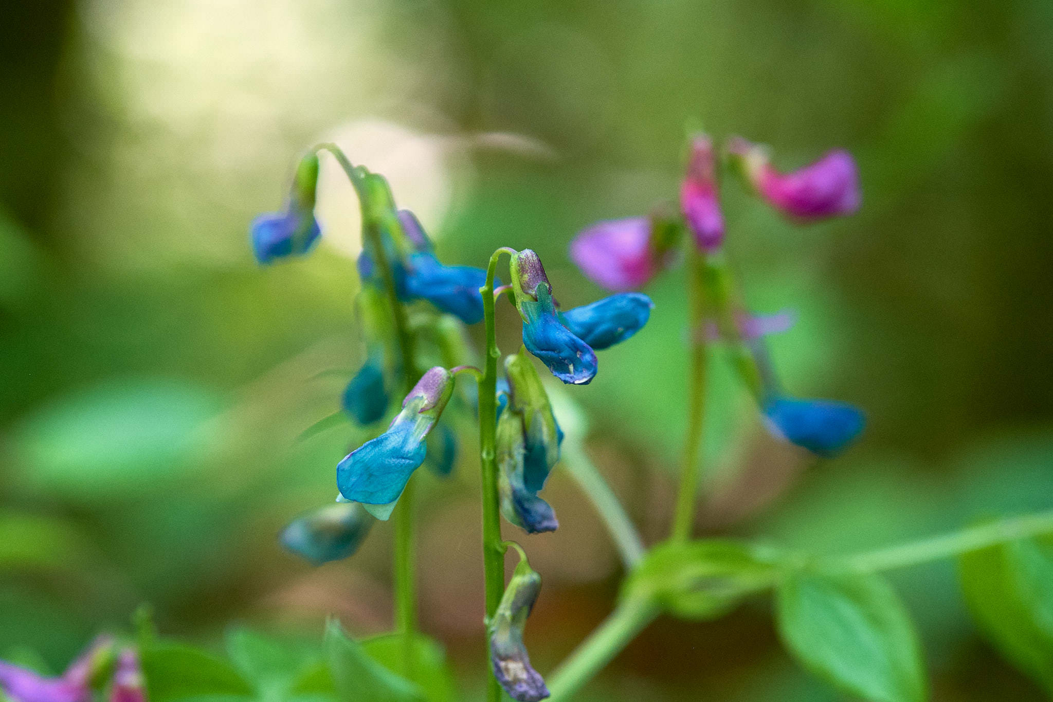 Frühlings-Platterbse - Bialowieza - Polen - Poland