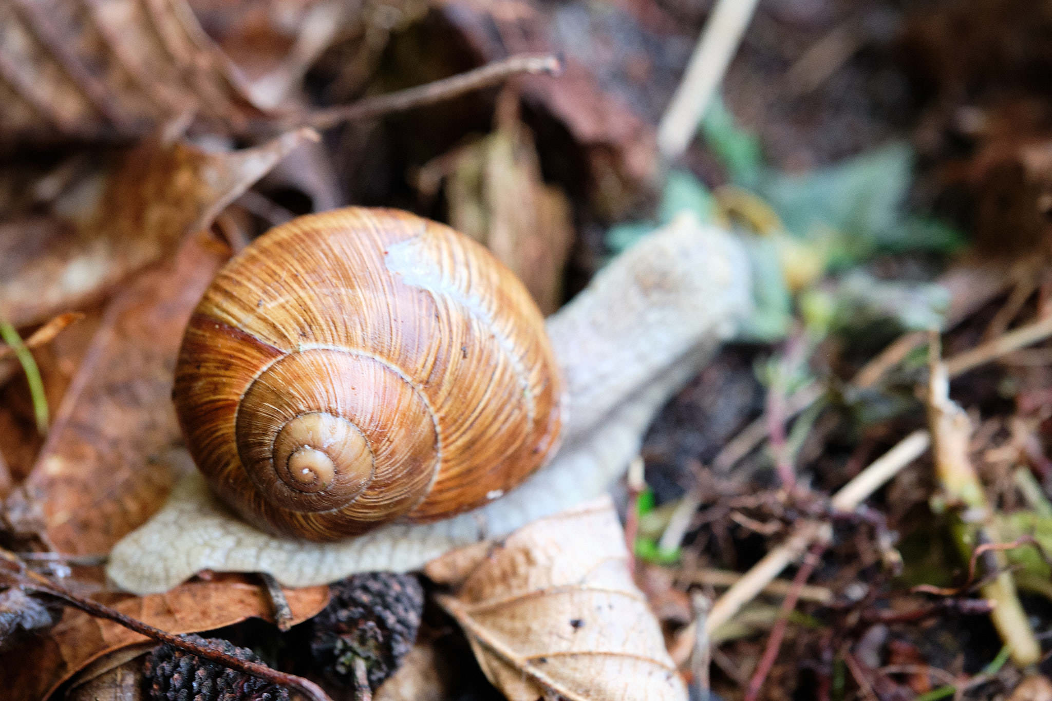 Weinbergschnecke - Ruciane Nida - Polen - Poland