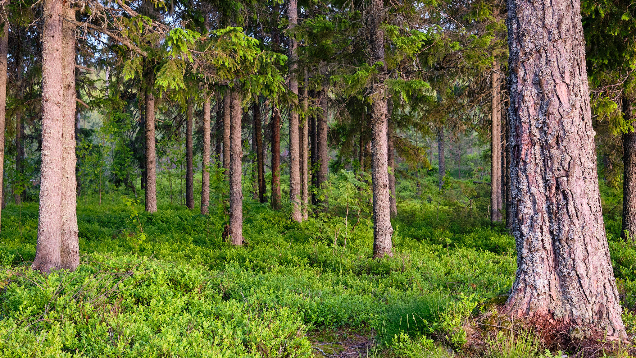 Wald - Gålsjön - Schweden - Sweden