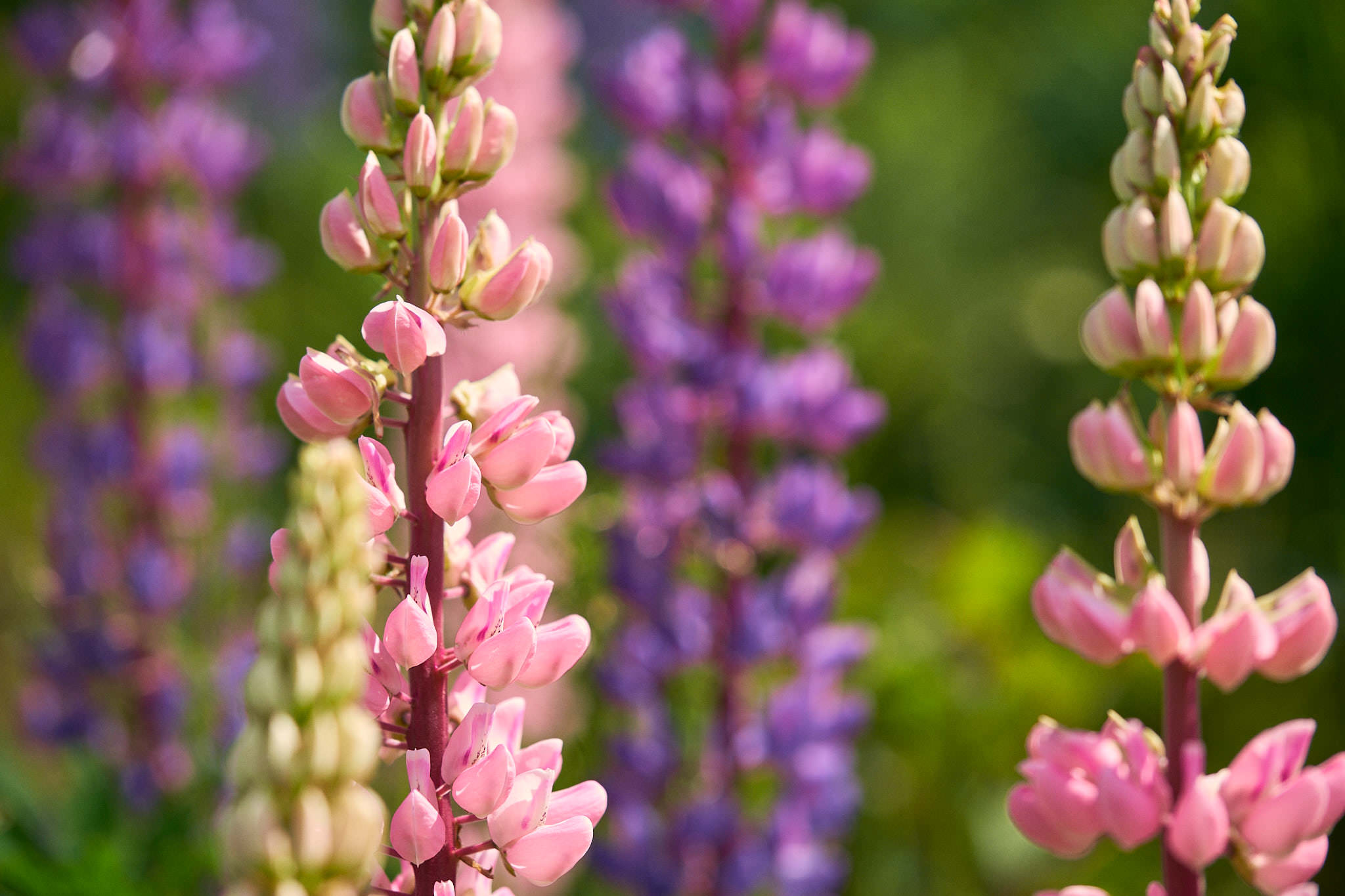 Vielblättrige Lupine - Ötjärnen - Gyttorp - Schweden - Sweden