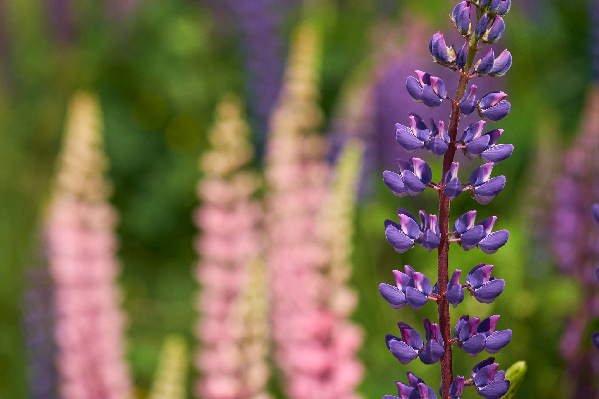 Vielblättrige Lupine - Ötjärnen - Gyttorp - Schweden - Sweden