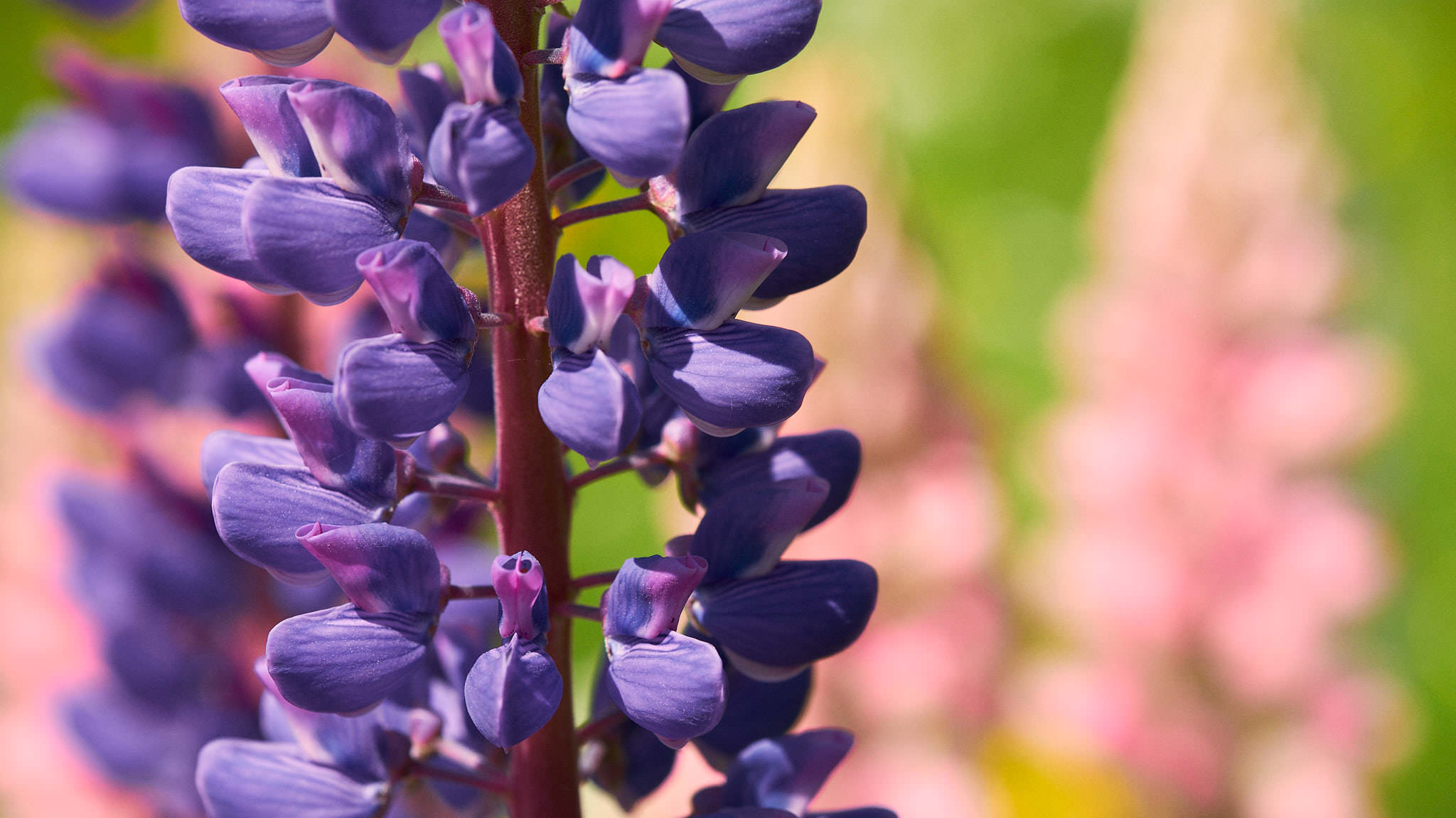 Vielblättrige Lupine - Ötjärnen - Gyttorp - Schweden - Sweden
