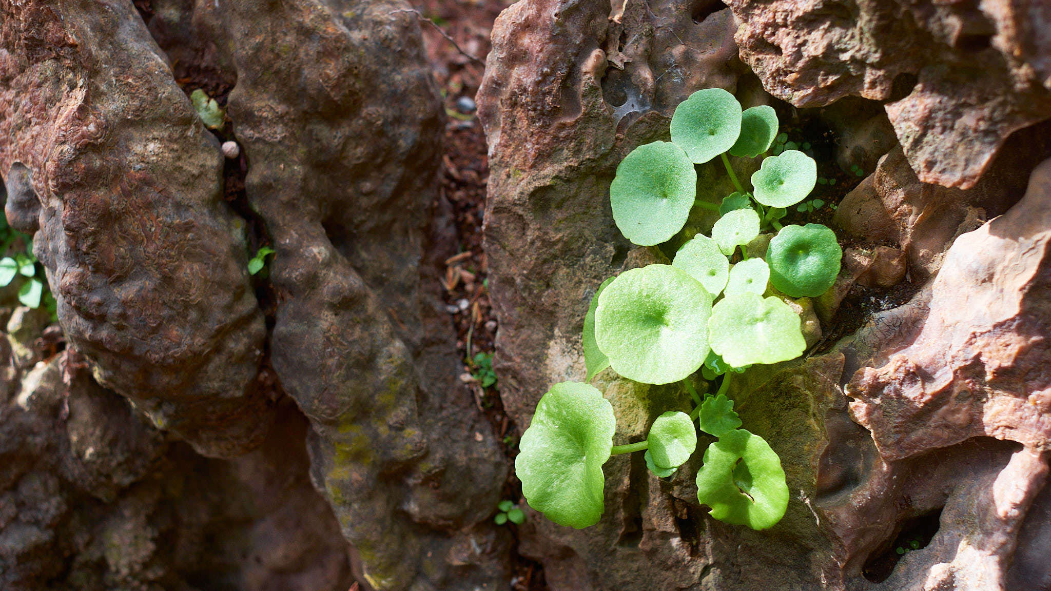 Granada - Andalucia - Spanien