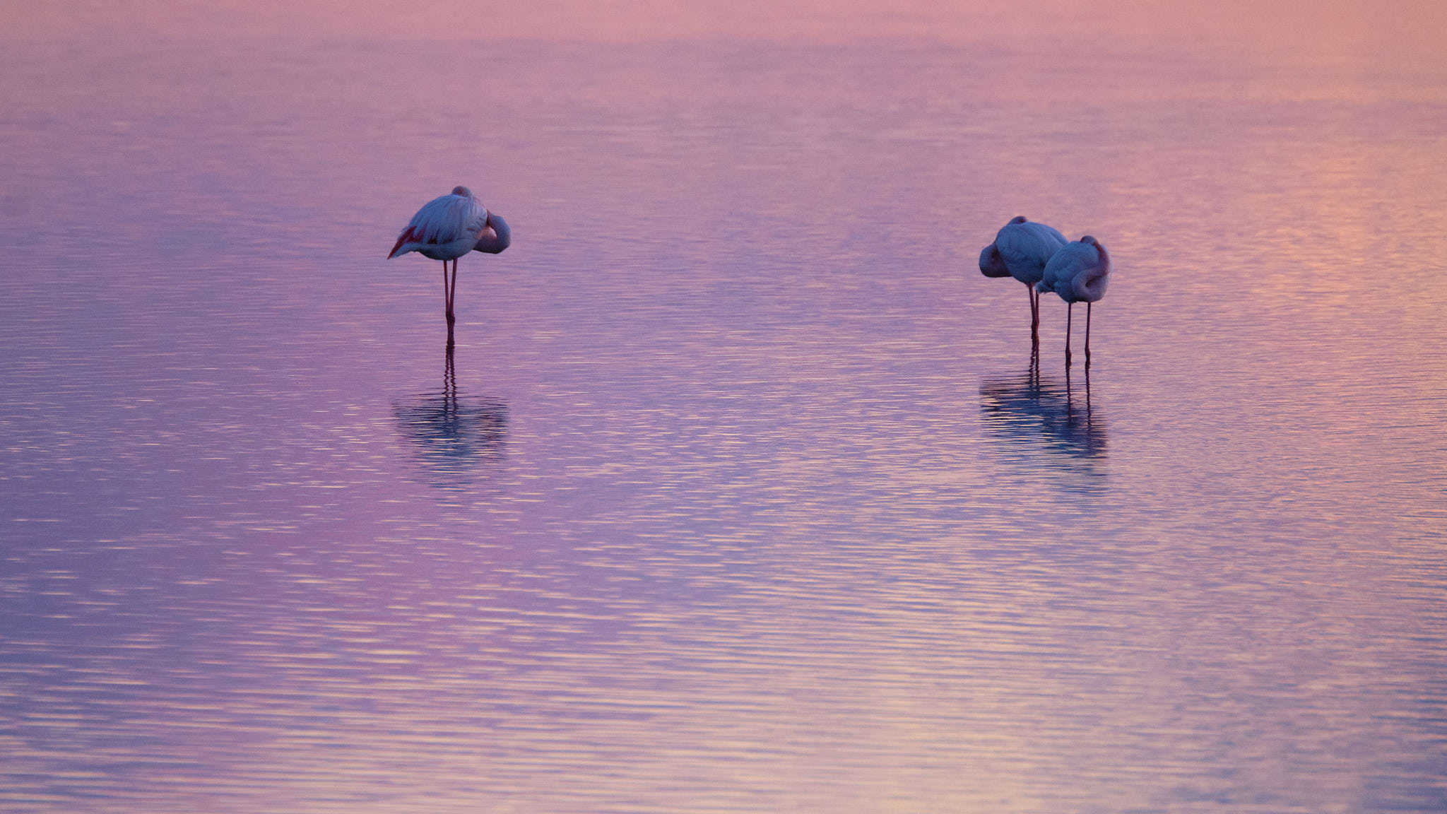 Flamingo - Delta de l'Ebre - Catalunya