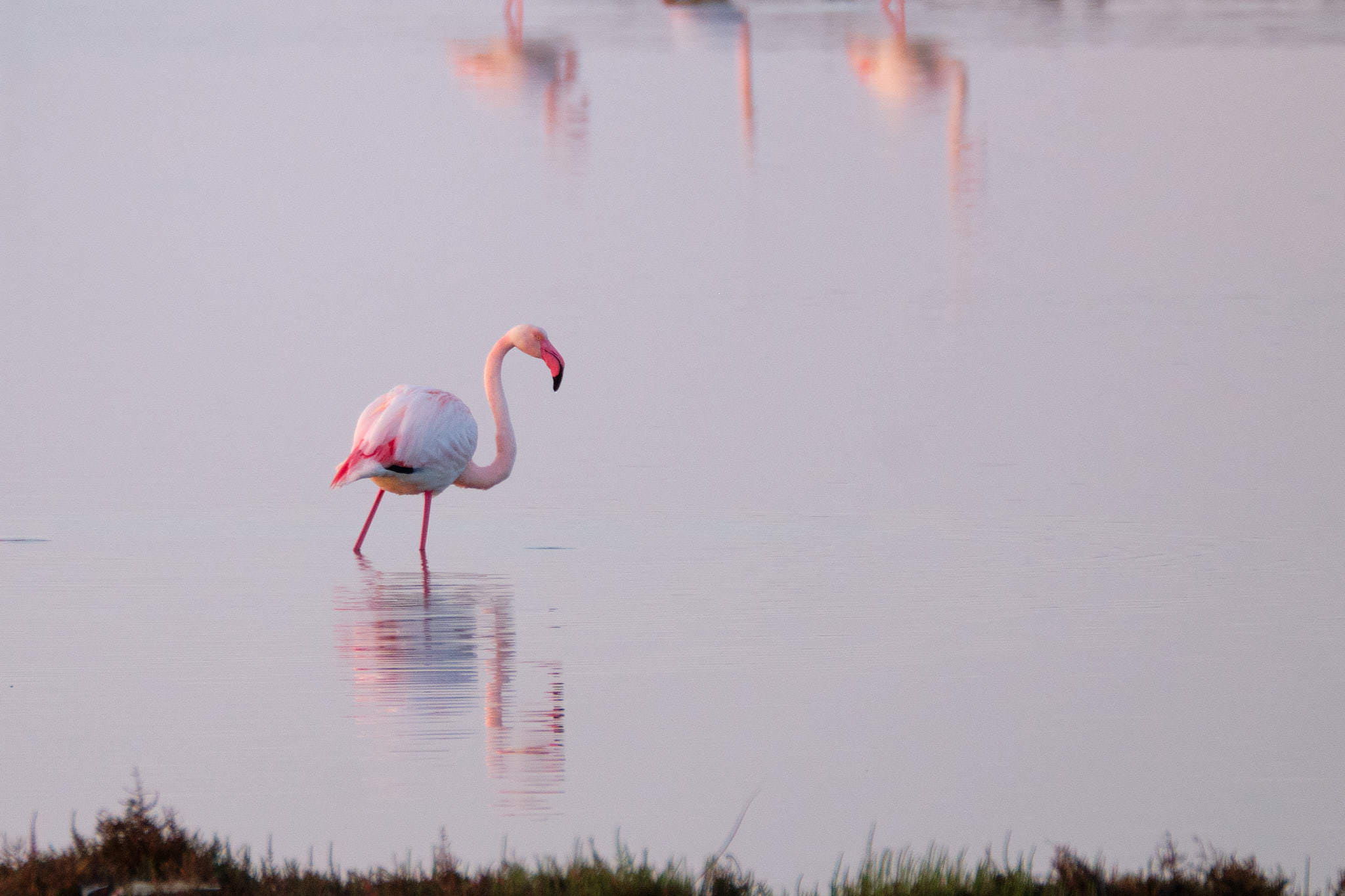 Flamingo - Delta de l'Ebre - Catalunya