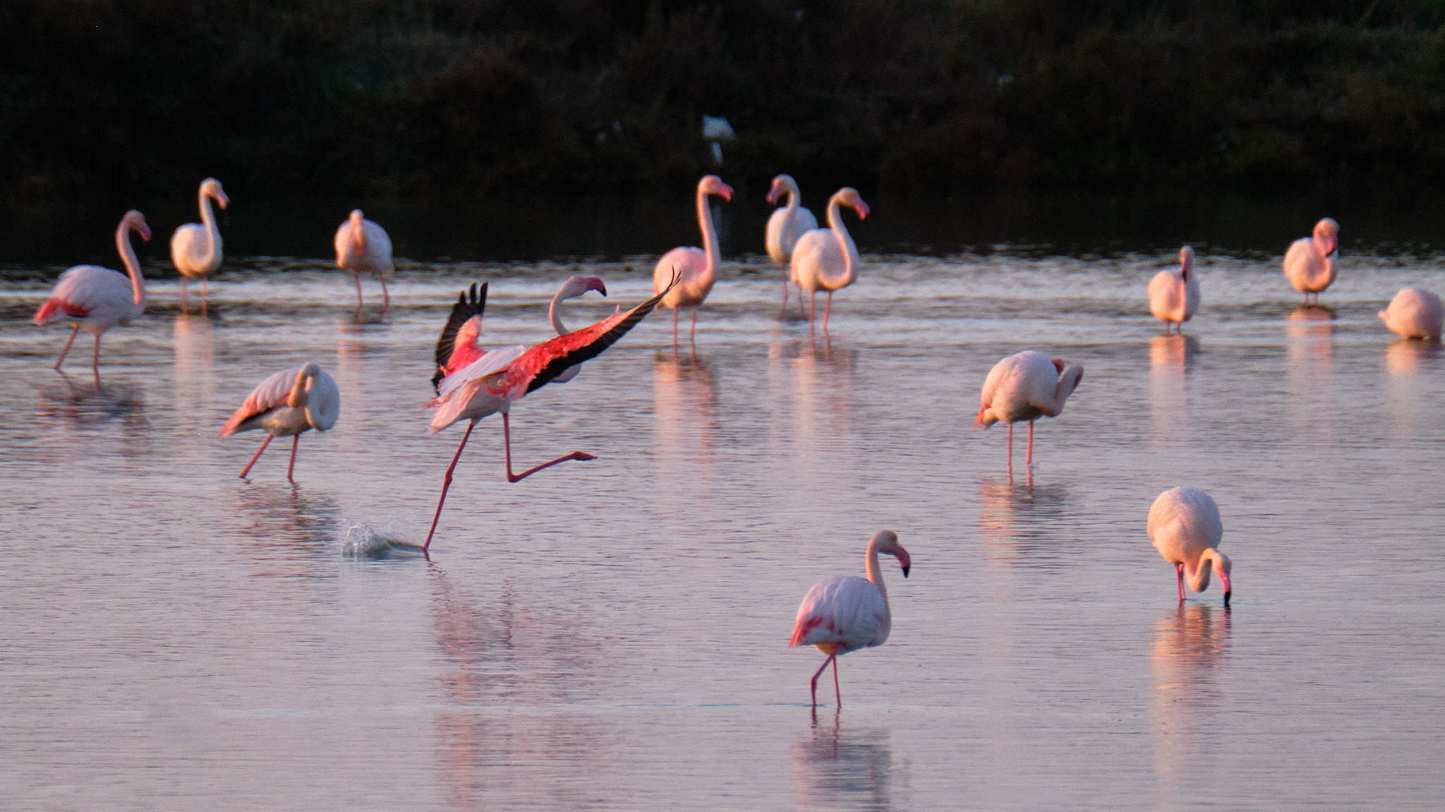 Flamingo - Delta de l'Ebre - Catalunya