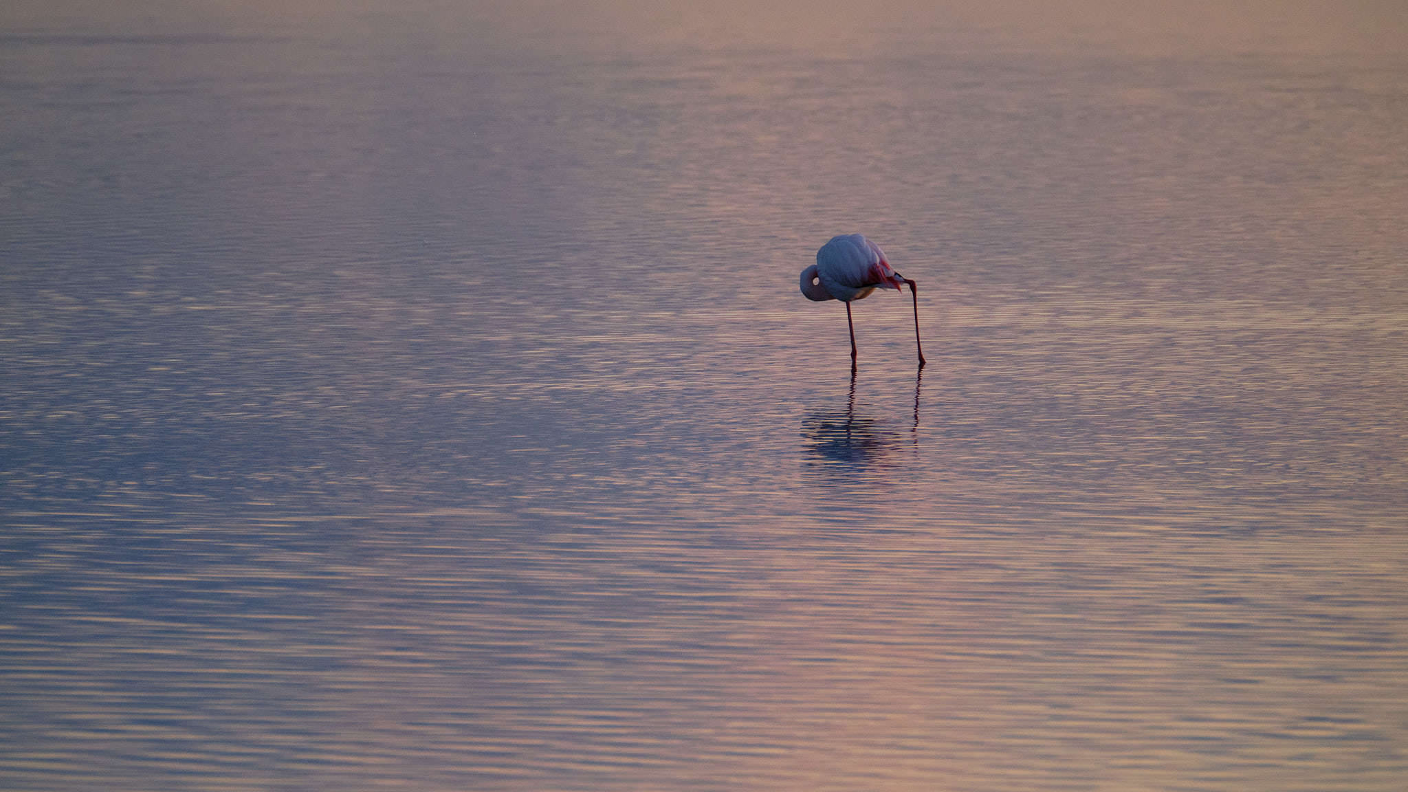 Flamingo - Delta de l'Ebre - Catalunya