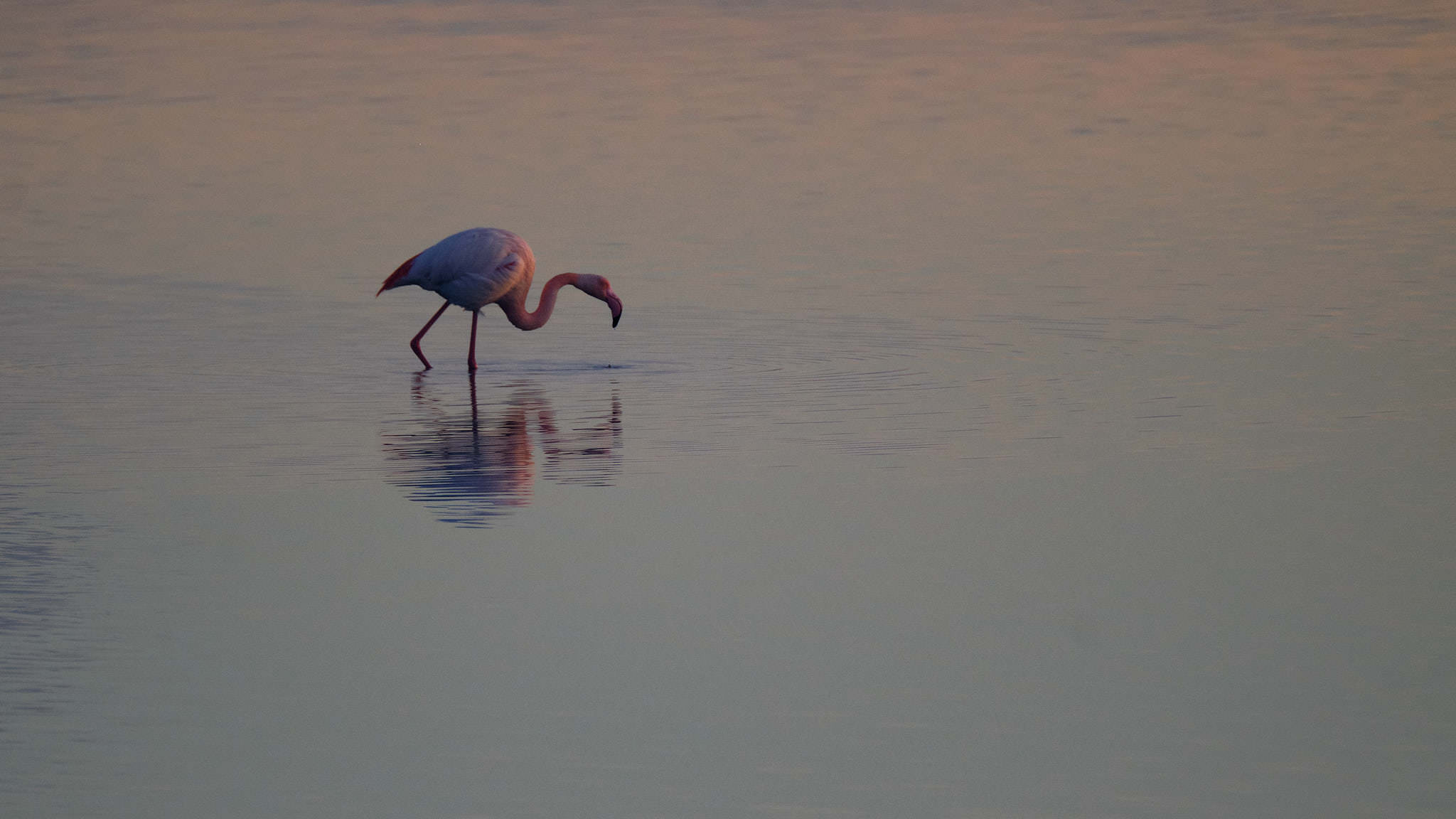 Flamingo - Delta de l'Ebre - Catalunya
