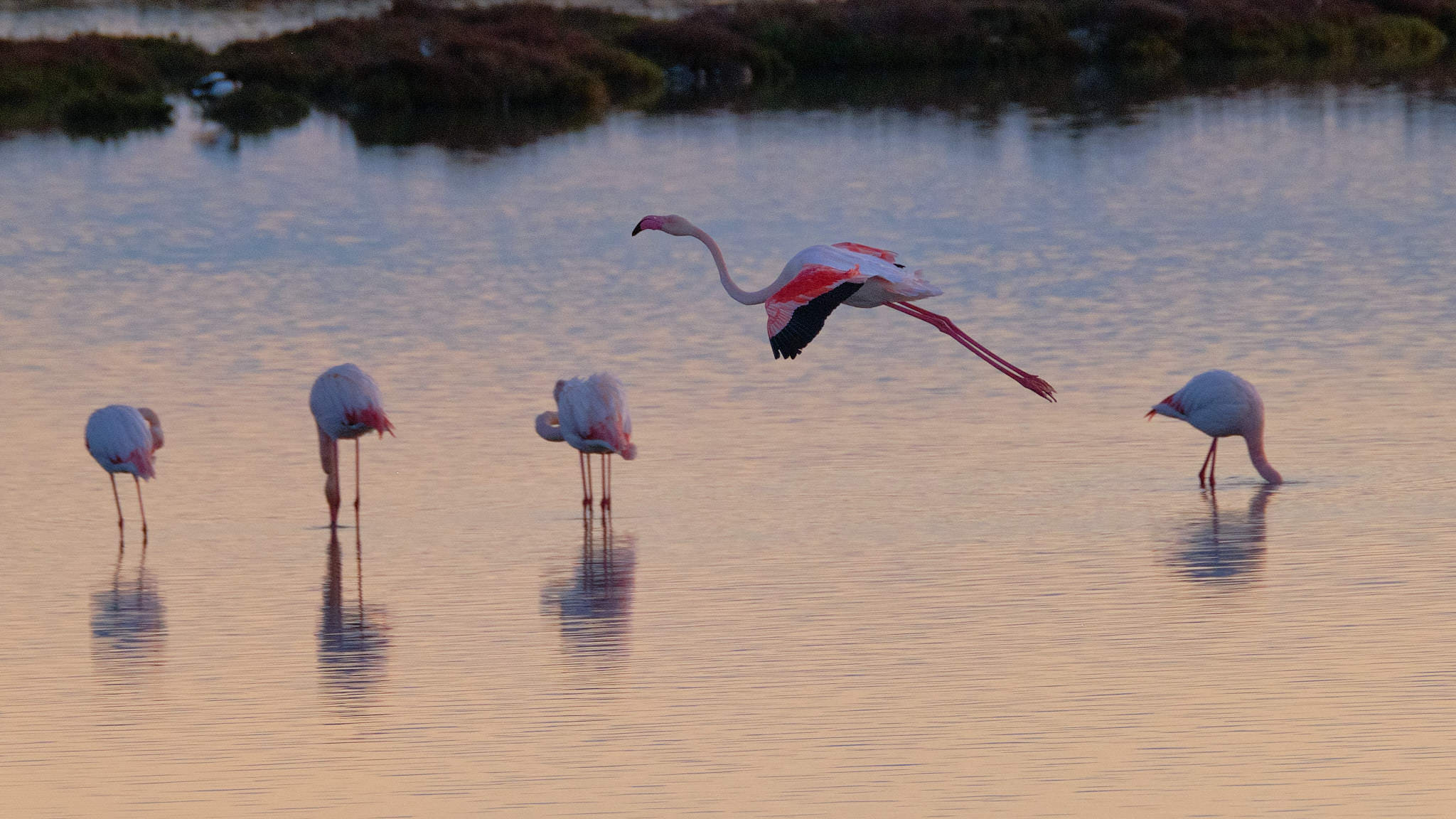 Flamingo - Delta de l'Ebre - Catalunya