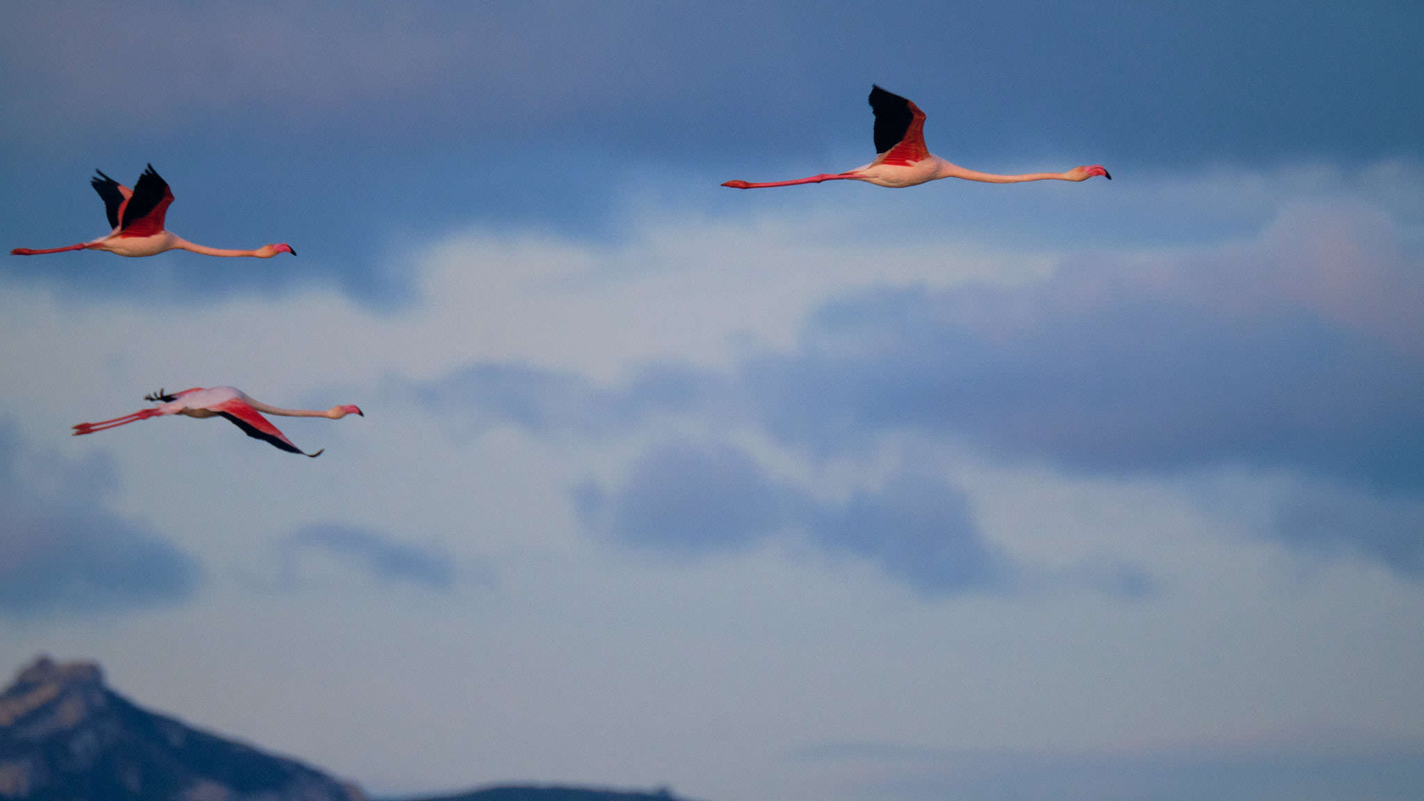Flamingo - Delta de l'Ebre - Catalunya