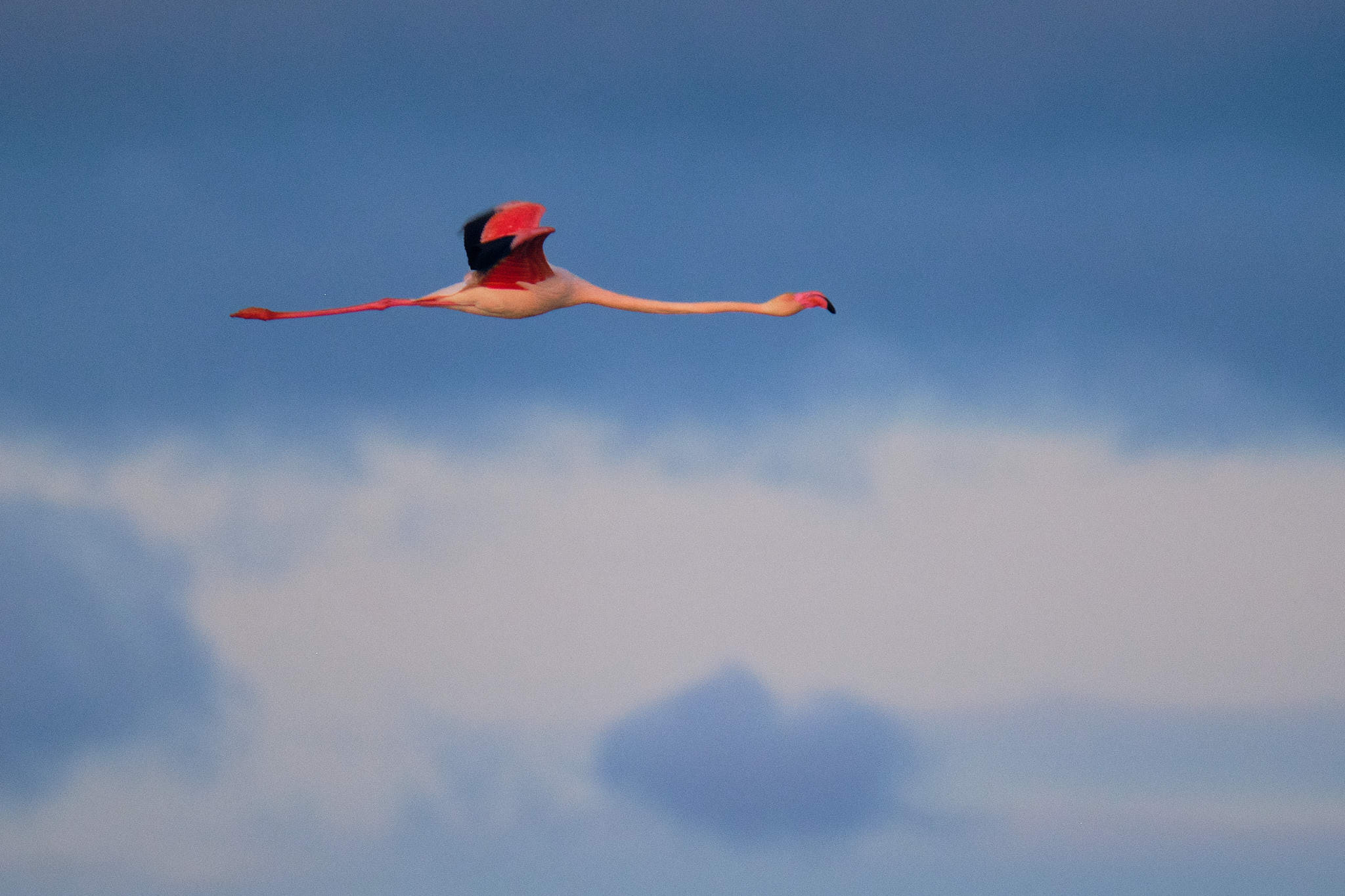 Flamingo - Delta de l'Ebre - Catalunya