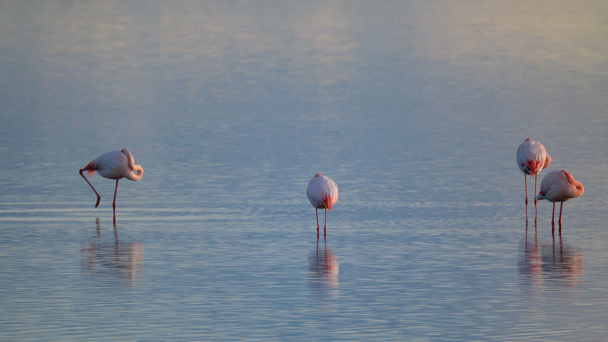 Flamingo - Delta de l'Ebre - Catalunya