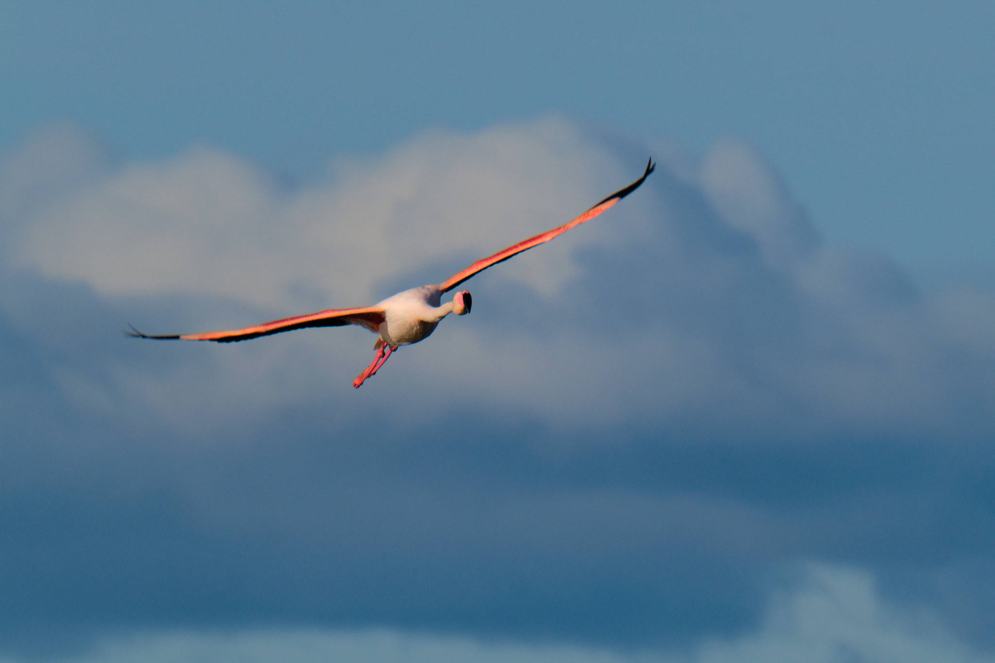 Flamingo - Delta de l'Ebre - Catalunya
