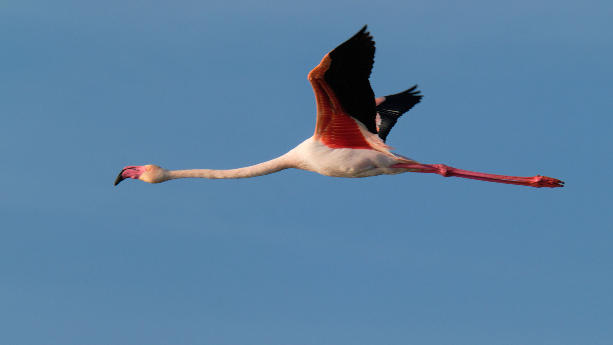 Flamingo - Delta de l'Ebre - Catalunya