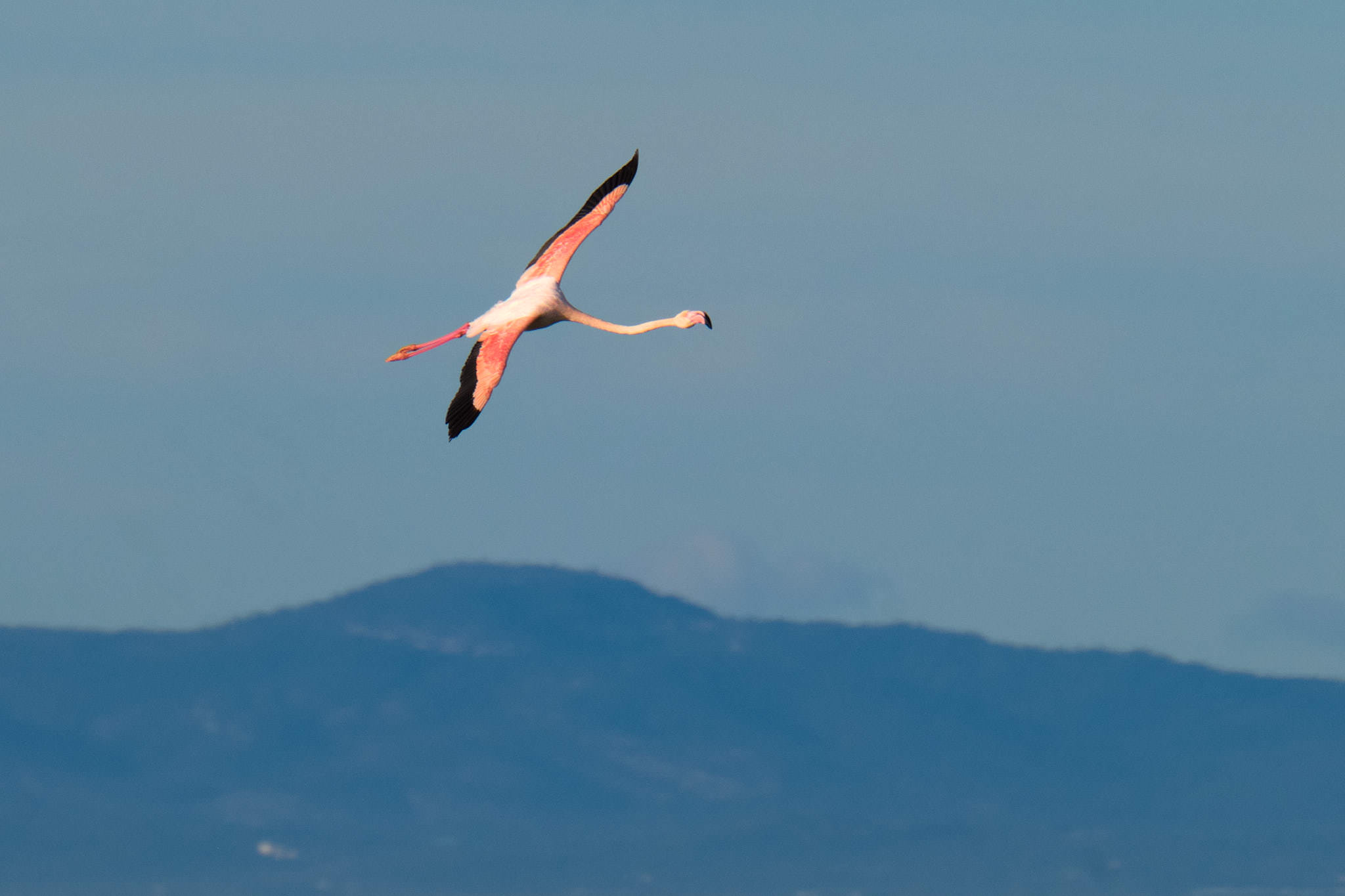 Flamingo - Delta de l'Ebre - Catalunya