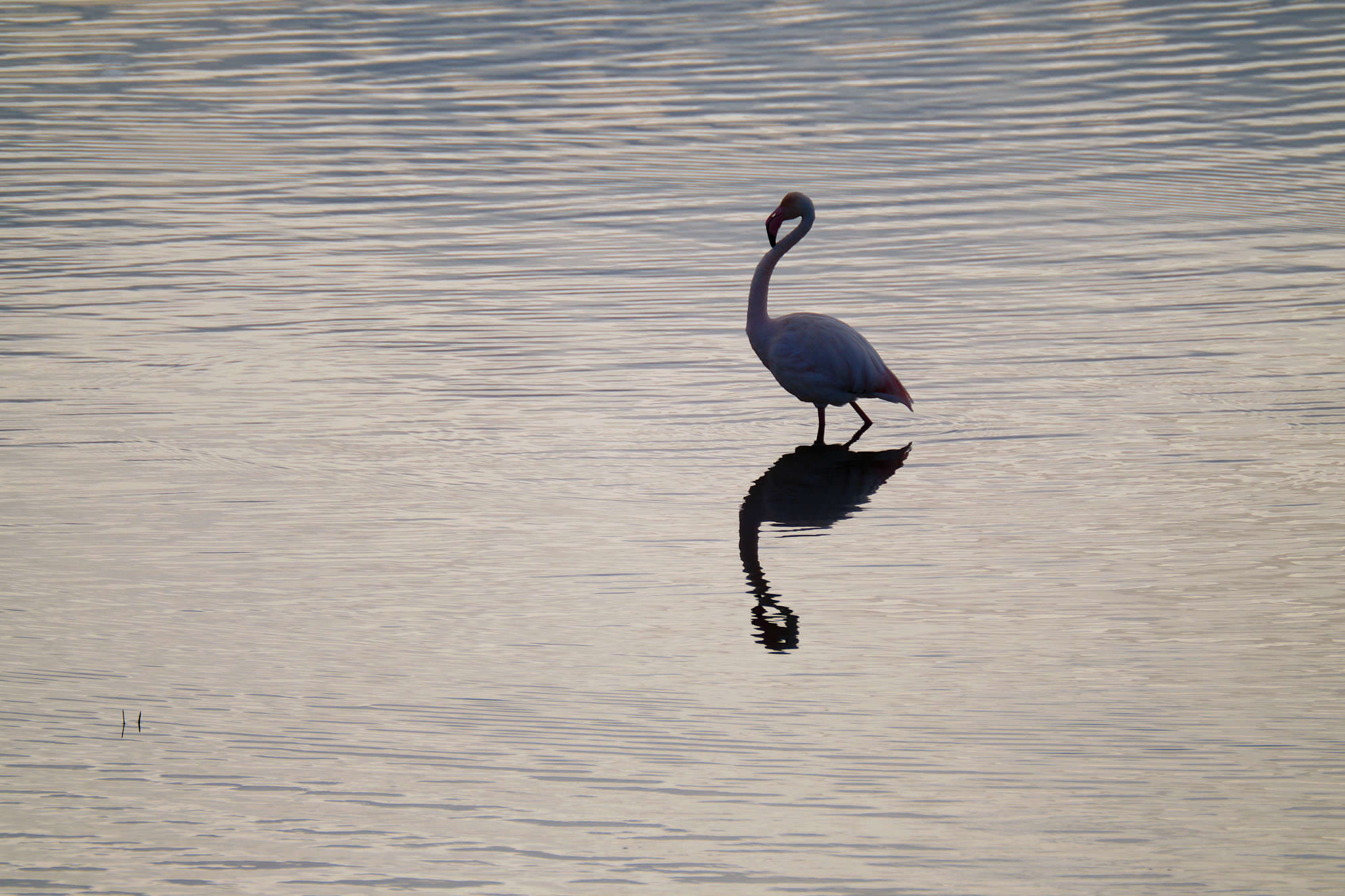 Flamingo - Delta de l'Ebre - Catalunya