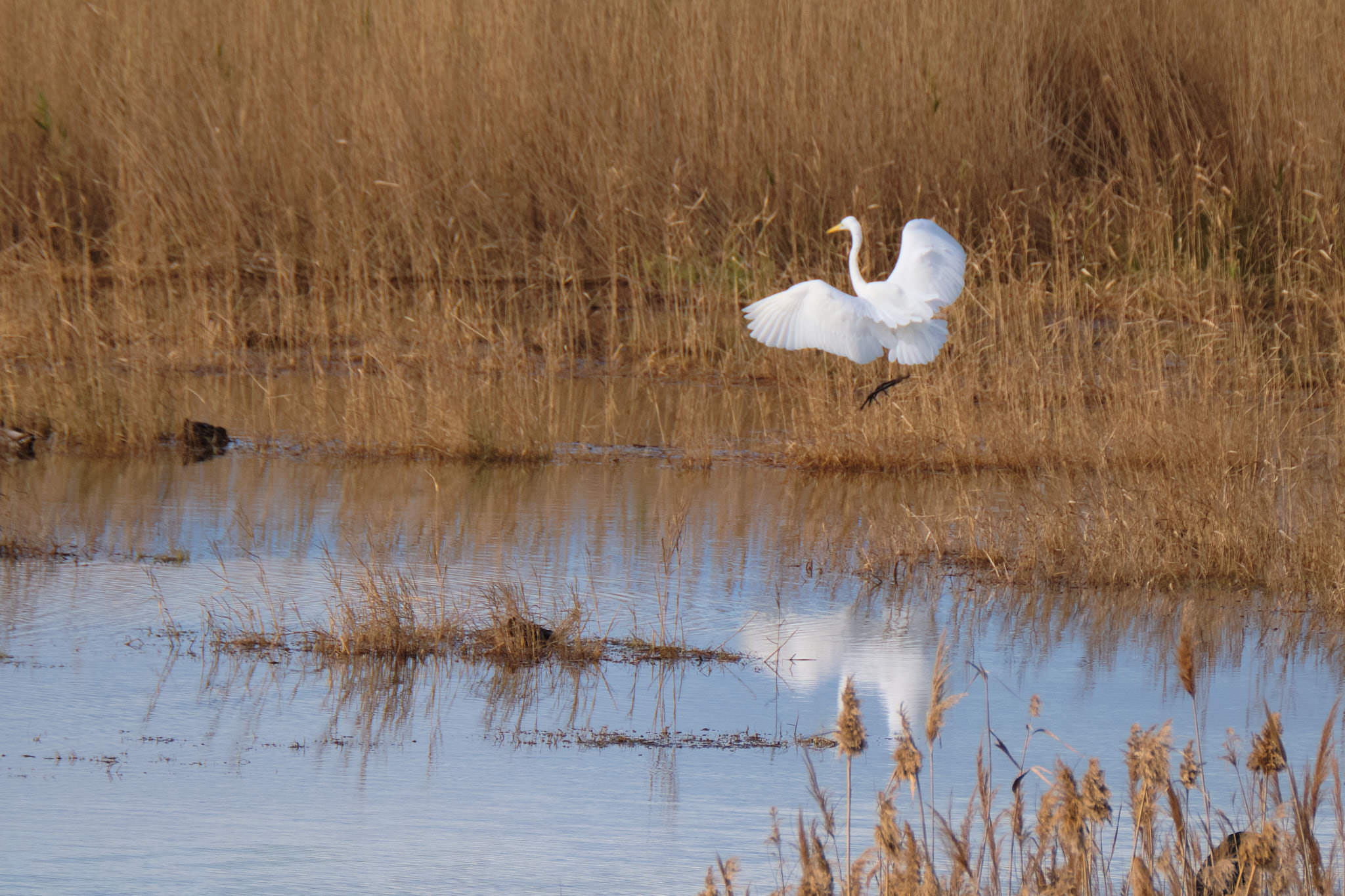 Silberreiher - Delta de l'Ebre - Catalunya