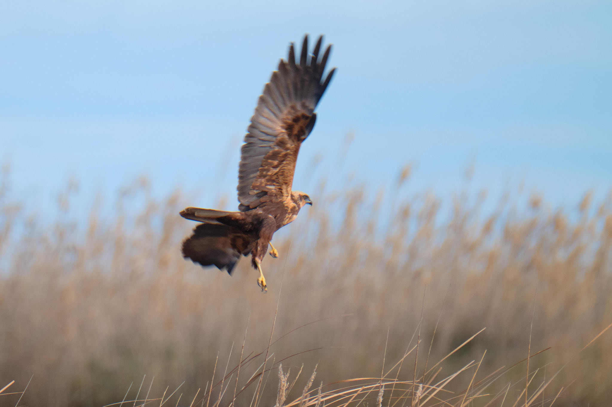 Delta de l'Ebre - Catalunya