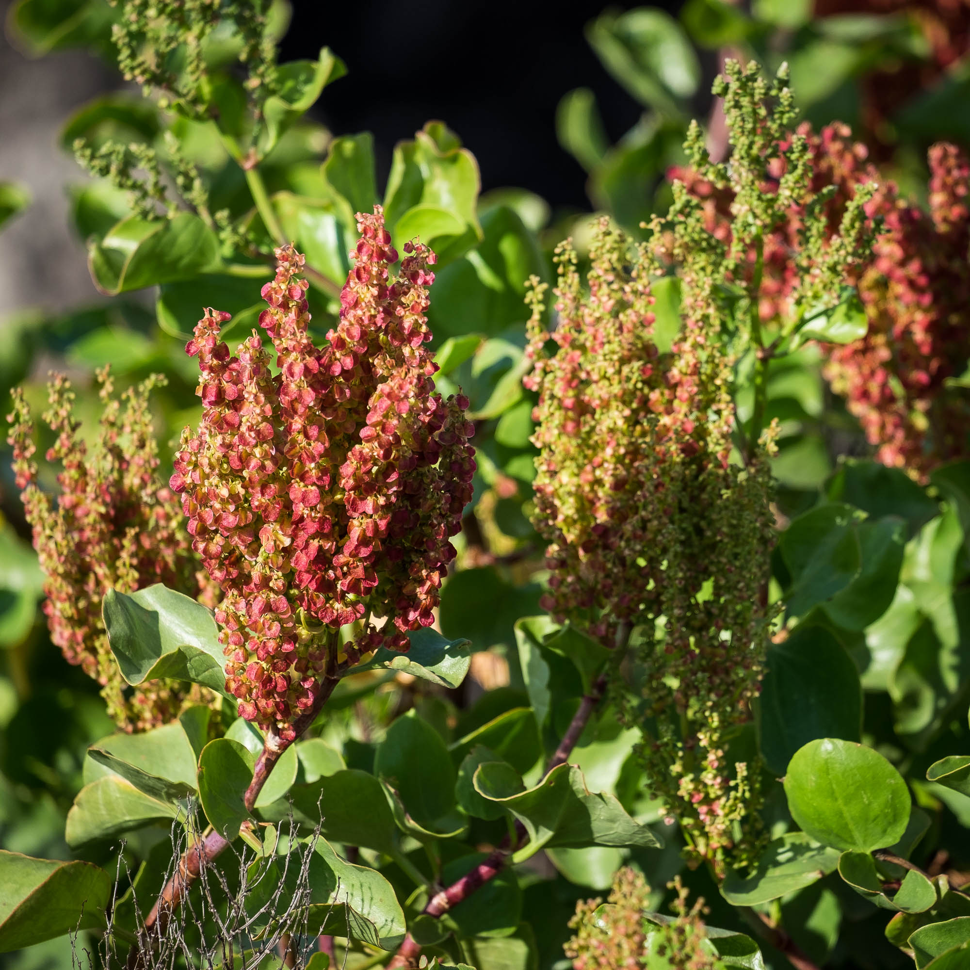 Spanien - Lanzarote / Spain - Lanzarote