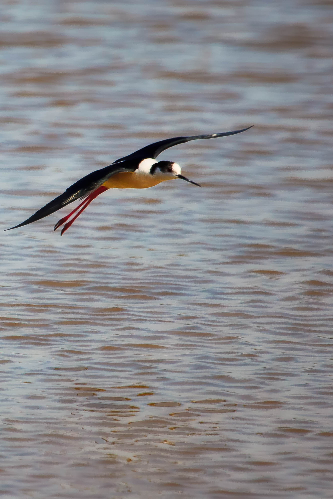 Spanien - Mallorca / Spain - Mallorca