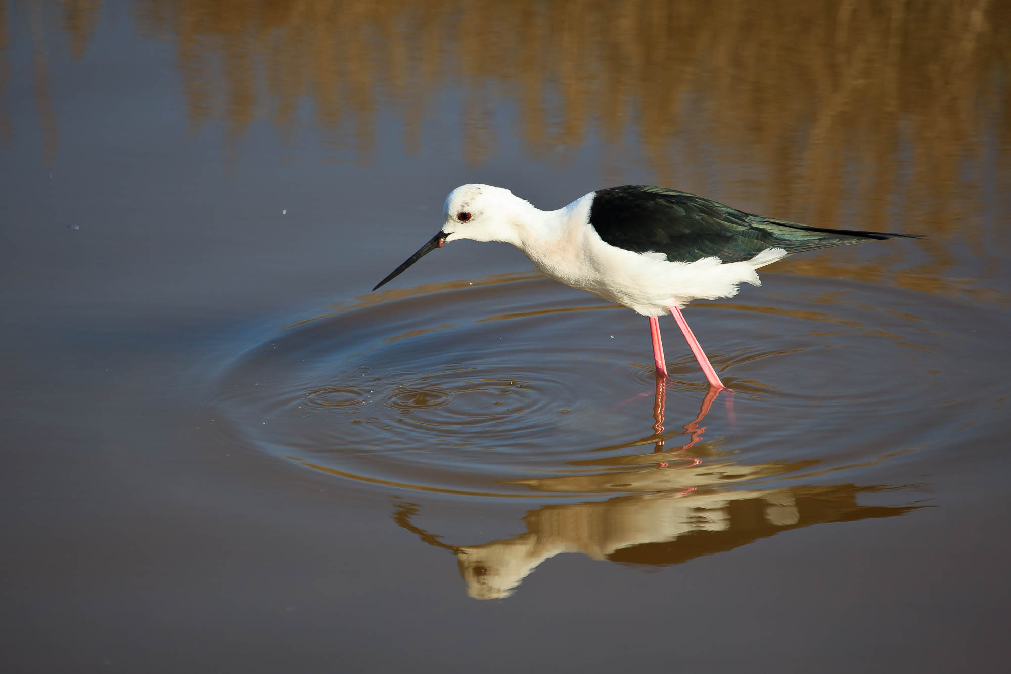 Spanien - Mallorca / Spain - Mallorca