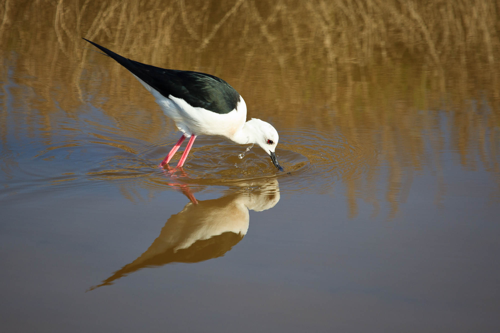 Spanien - Mallorca / Spain - Mallorca