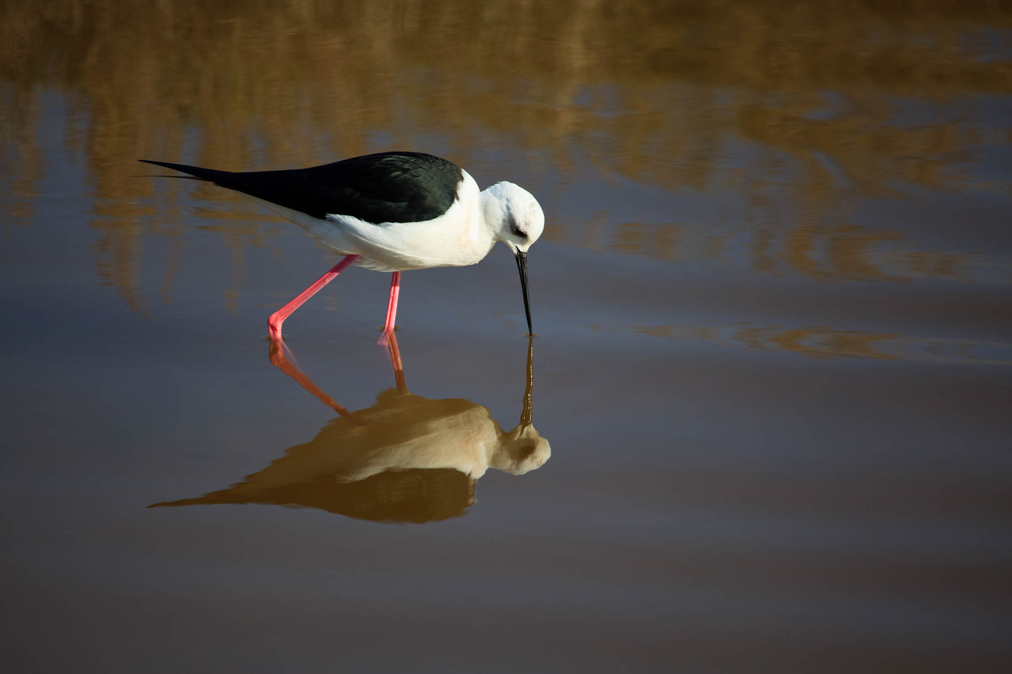 Spanien - Mallorca / Spain - Mallorca