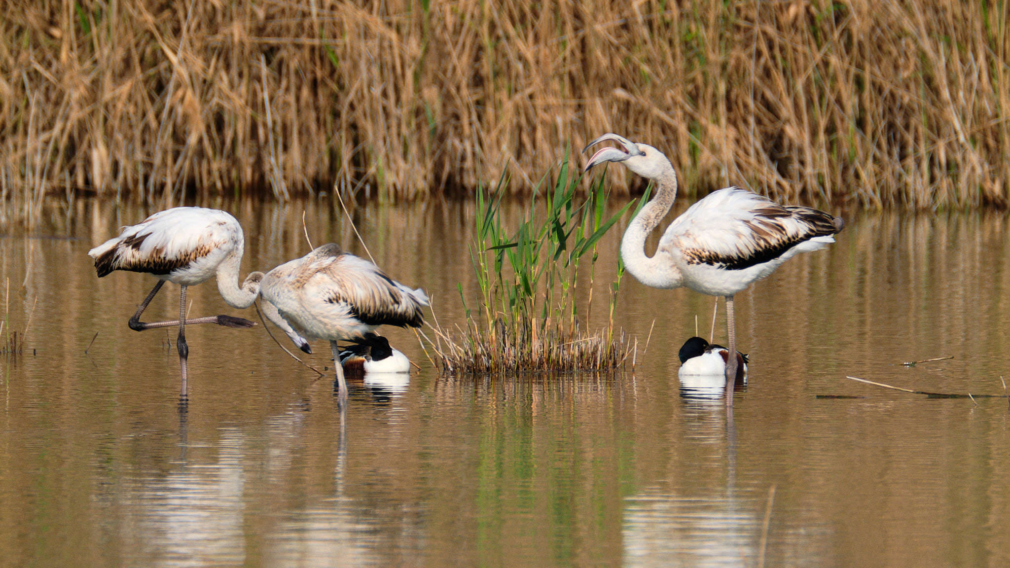 Parque Natural de El Hondo - Valencia - Spanien