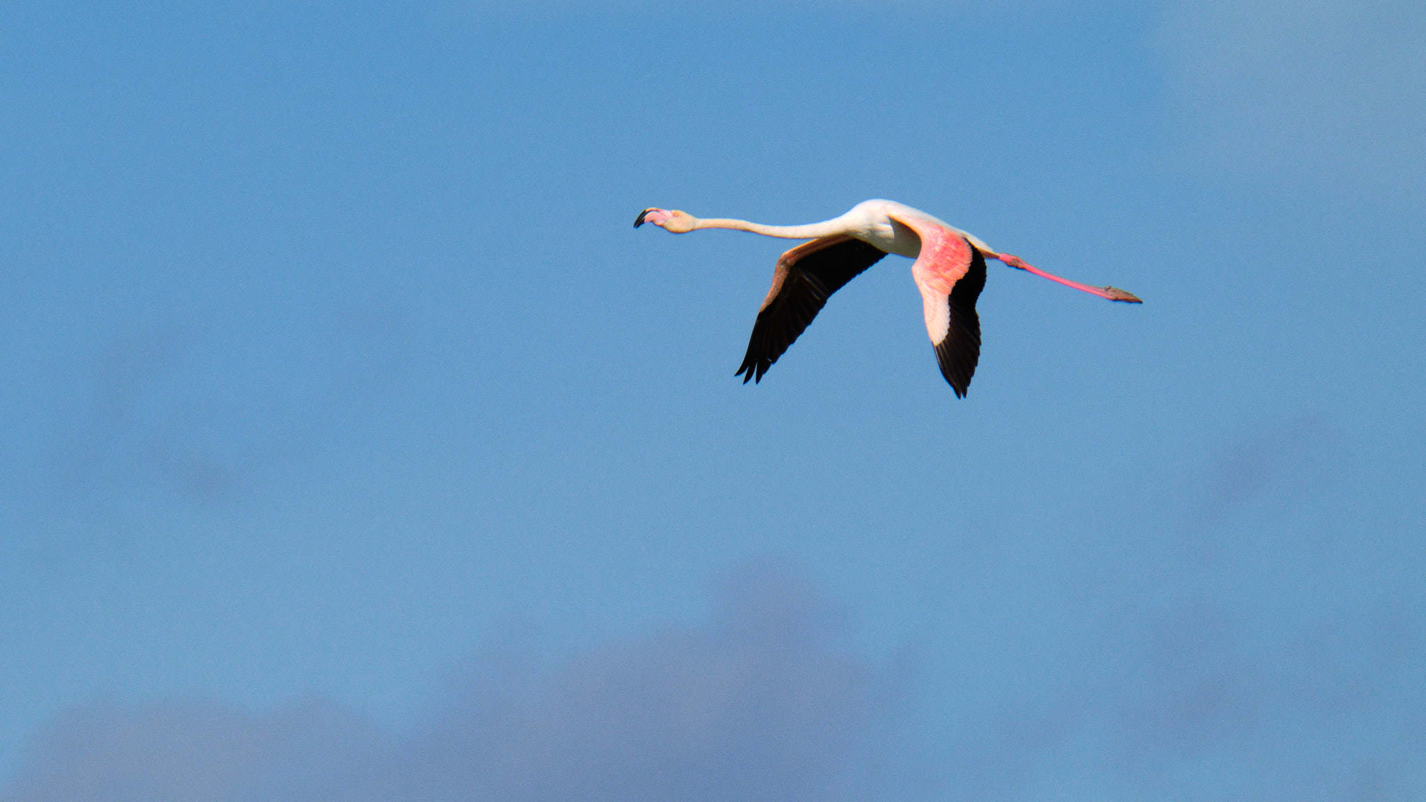 Parque Natural de El Hondo - Valencia - Spanien